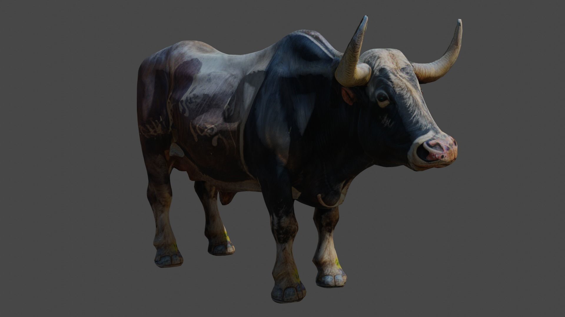 Pakistani cow 3d model free Free low-poly 3D model_1
