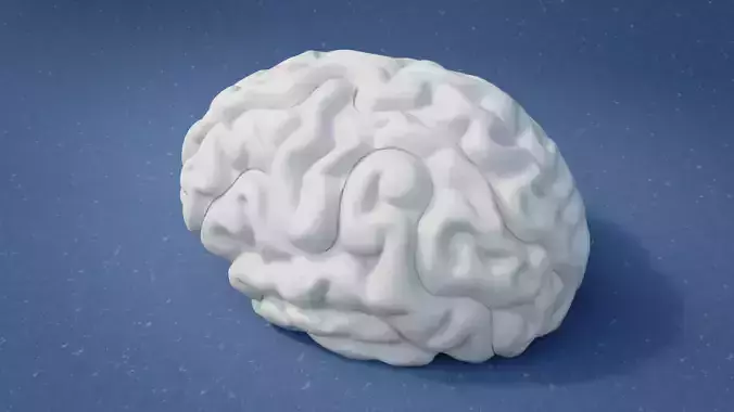 Brain 3D print model