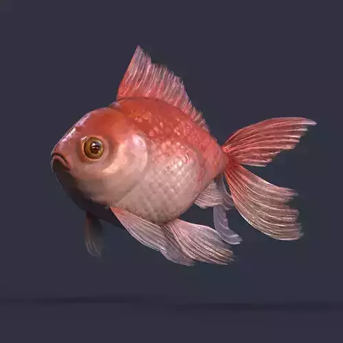 Low Poly Goldfish