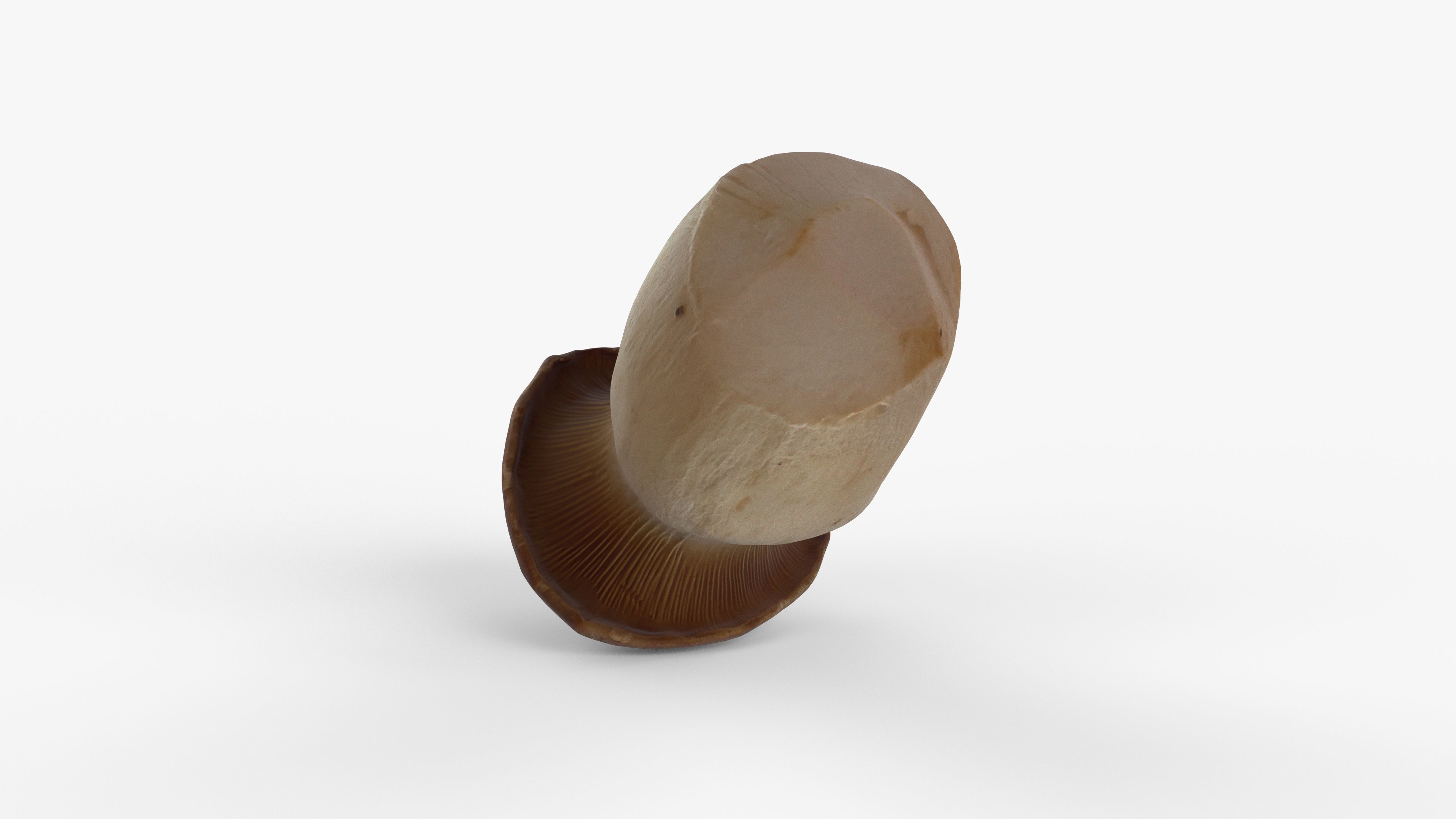 Photorealistic 3D scan of Oyster mushroom Low-poly 3D model_8