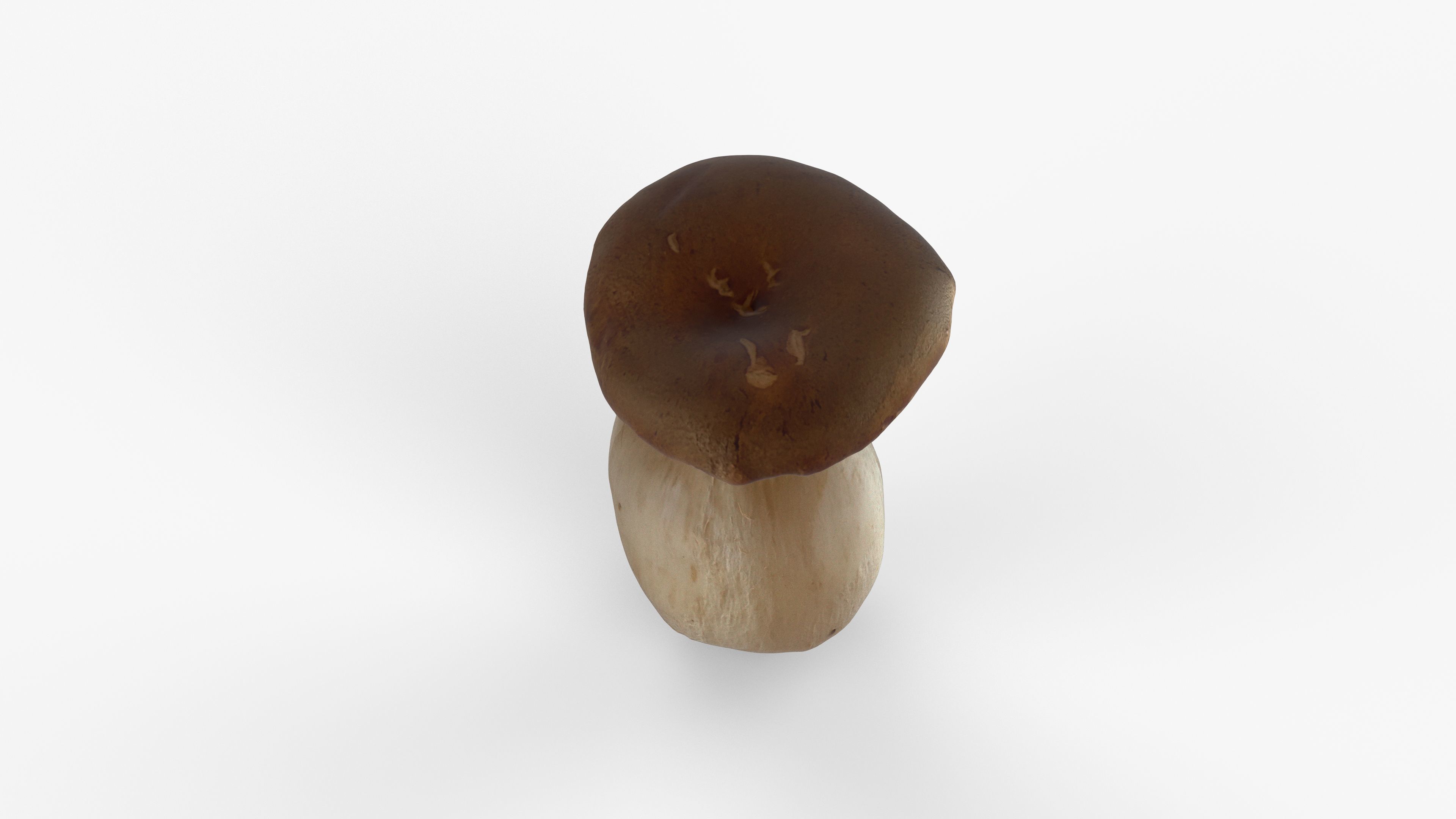 Photorealistic 3D scan of Oyster mushroom Low-poly 3D model_12
