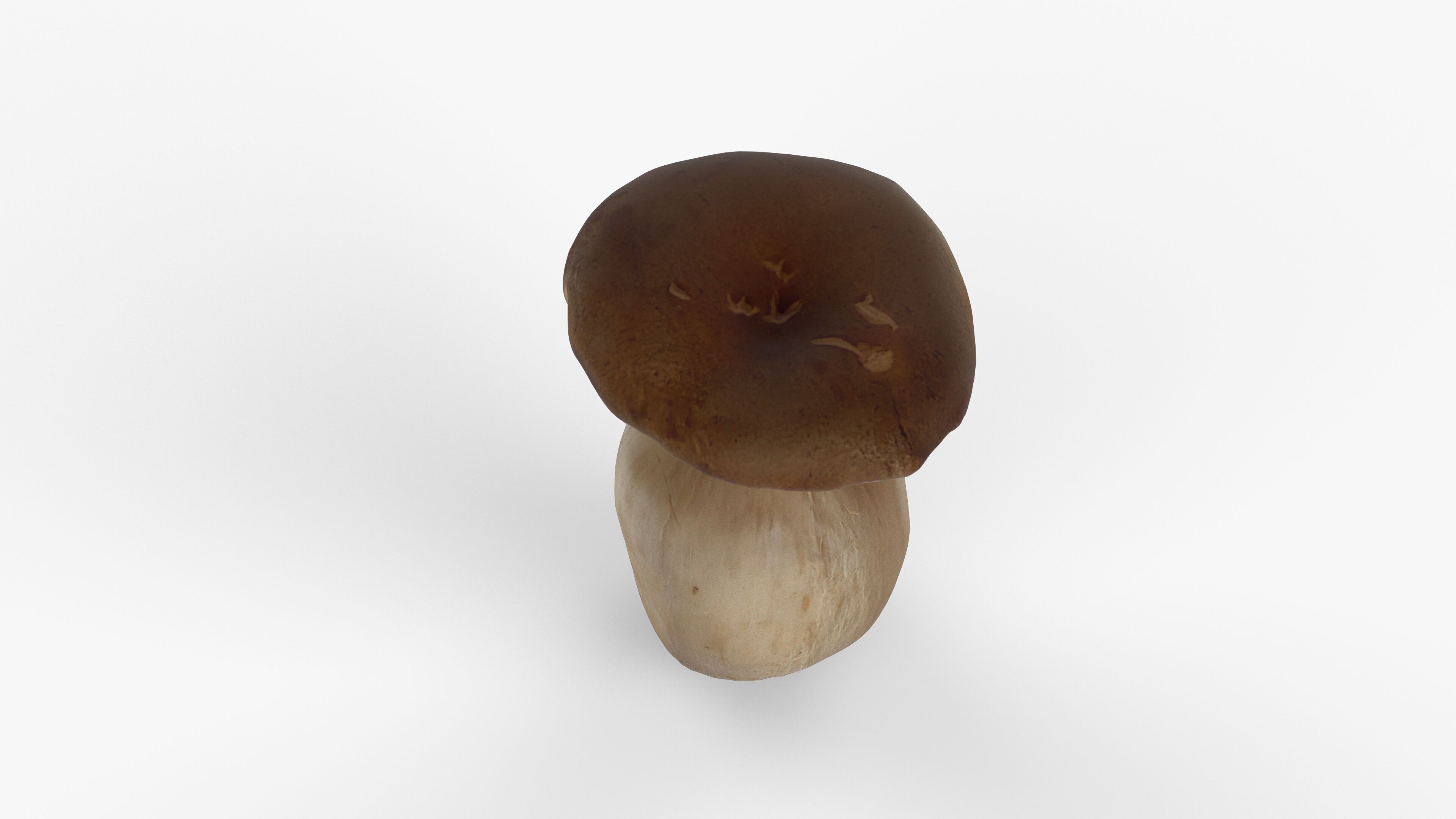 Photorealistic 3D scan of Oyster mushroom Low-poly 3D model_9