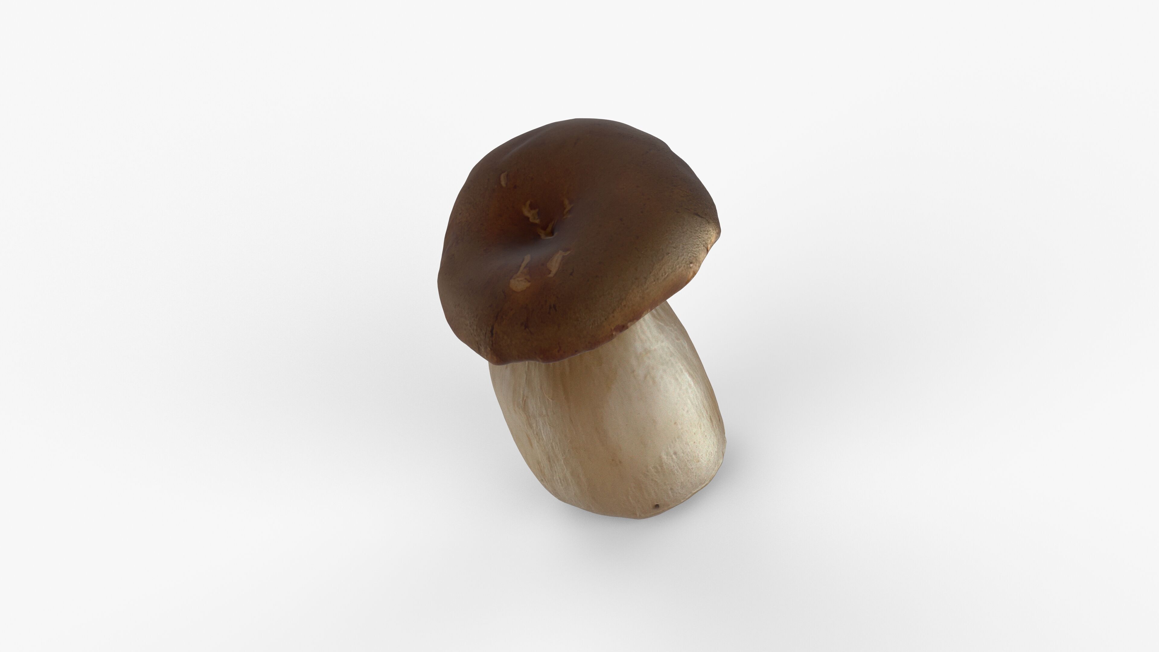 Photorealistic 3D scan of Oyster mushroom Low-poly 3D model_5