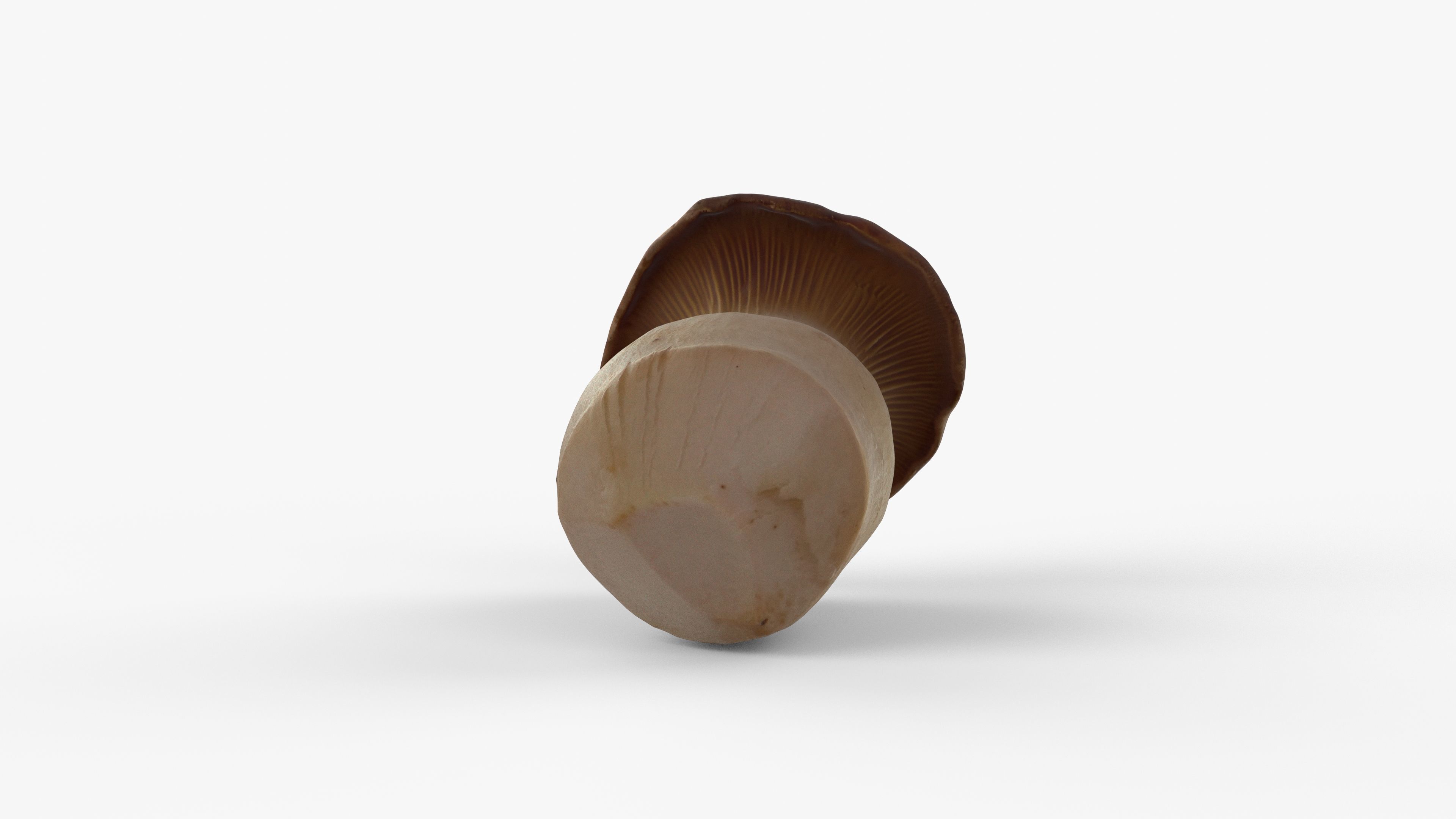 Photorealistic 3D scan of Oyster mushroom Low-poly 3D model_13
