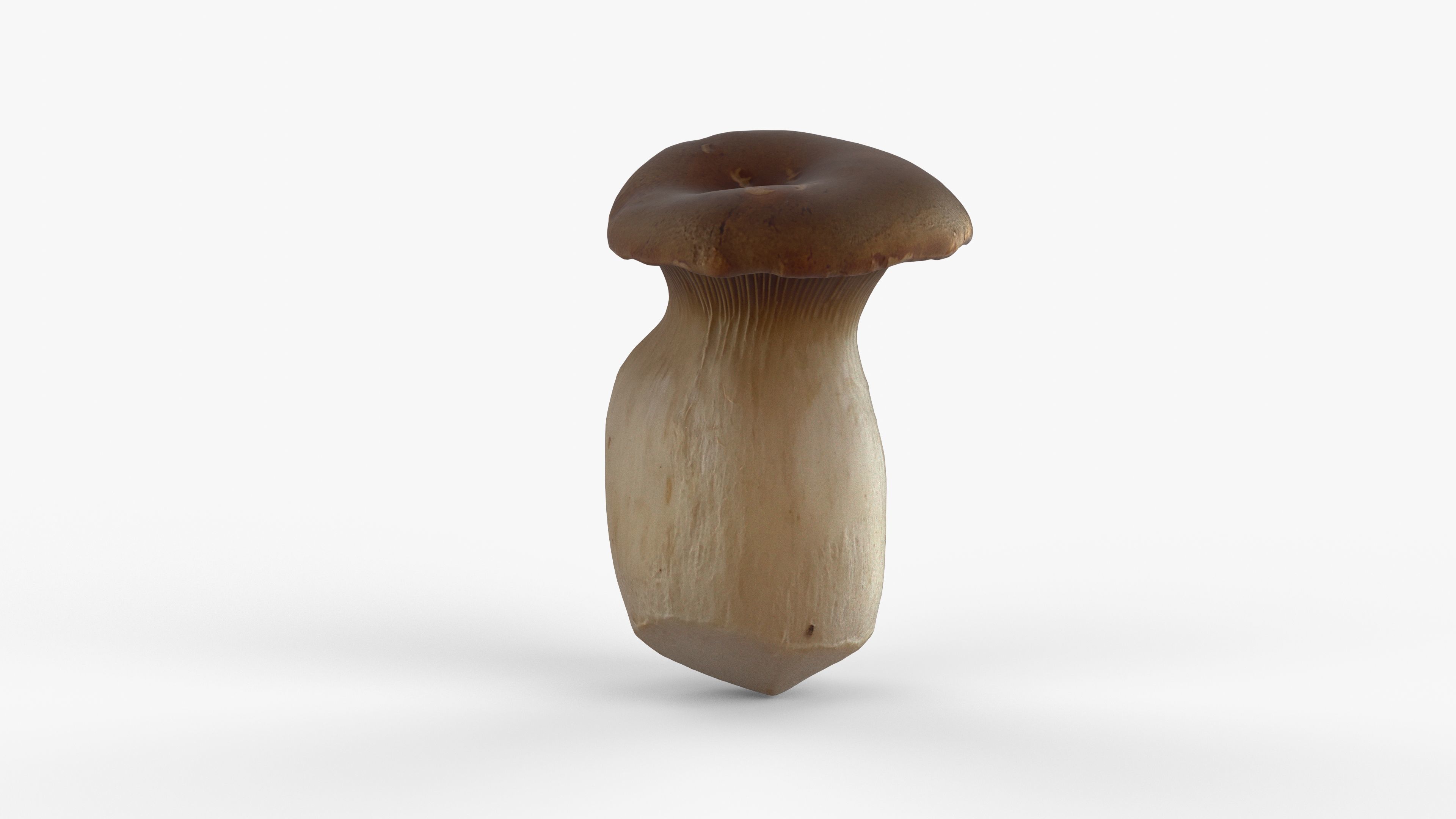 Photorealistic 3D scan of Oyster mushroom Low-poly 3D model_7