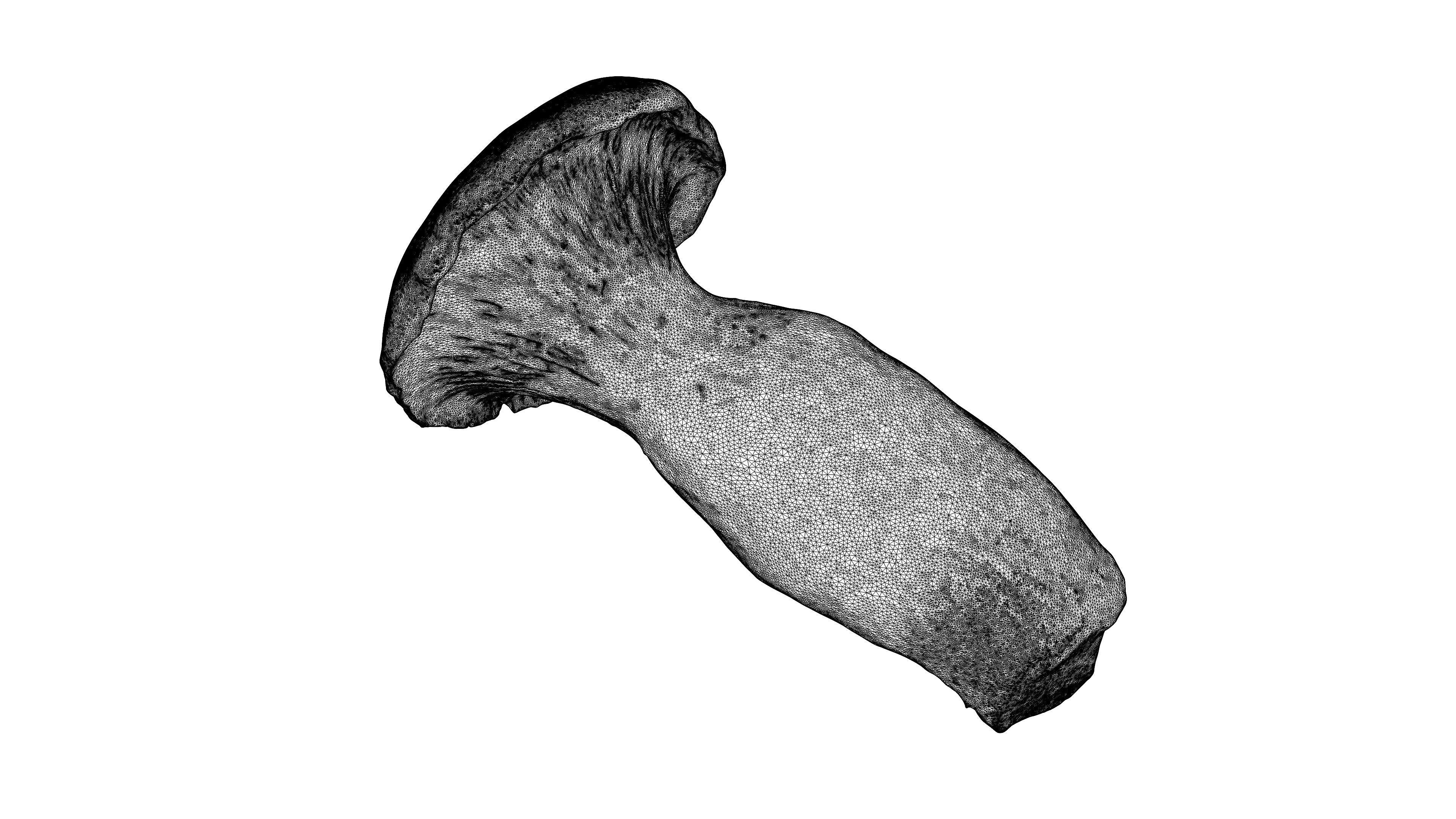 Photorealistic 3D scan of Oyster mushroom Low-poly 3D model_24