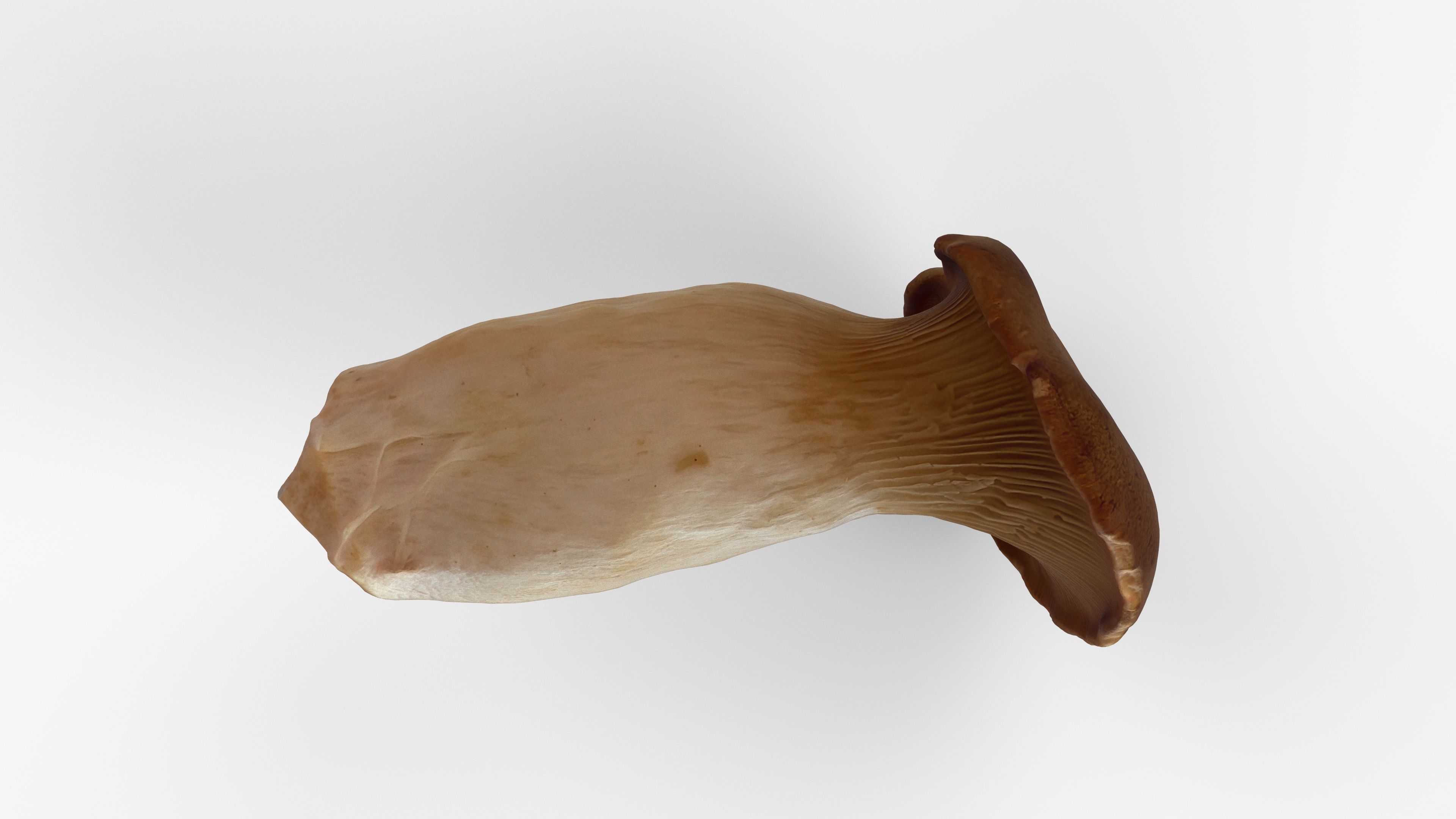 Photorealistic 3D scan of Oyster mushroom Low-poly 3D model_5