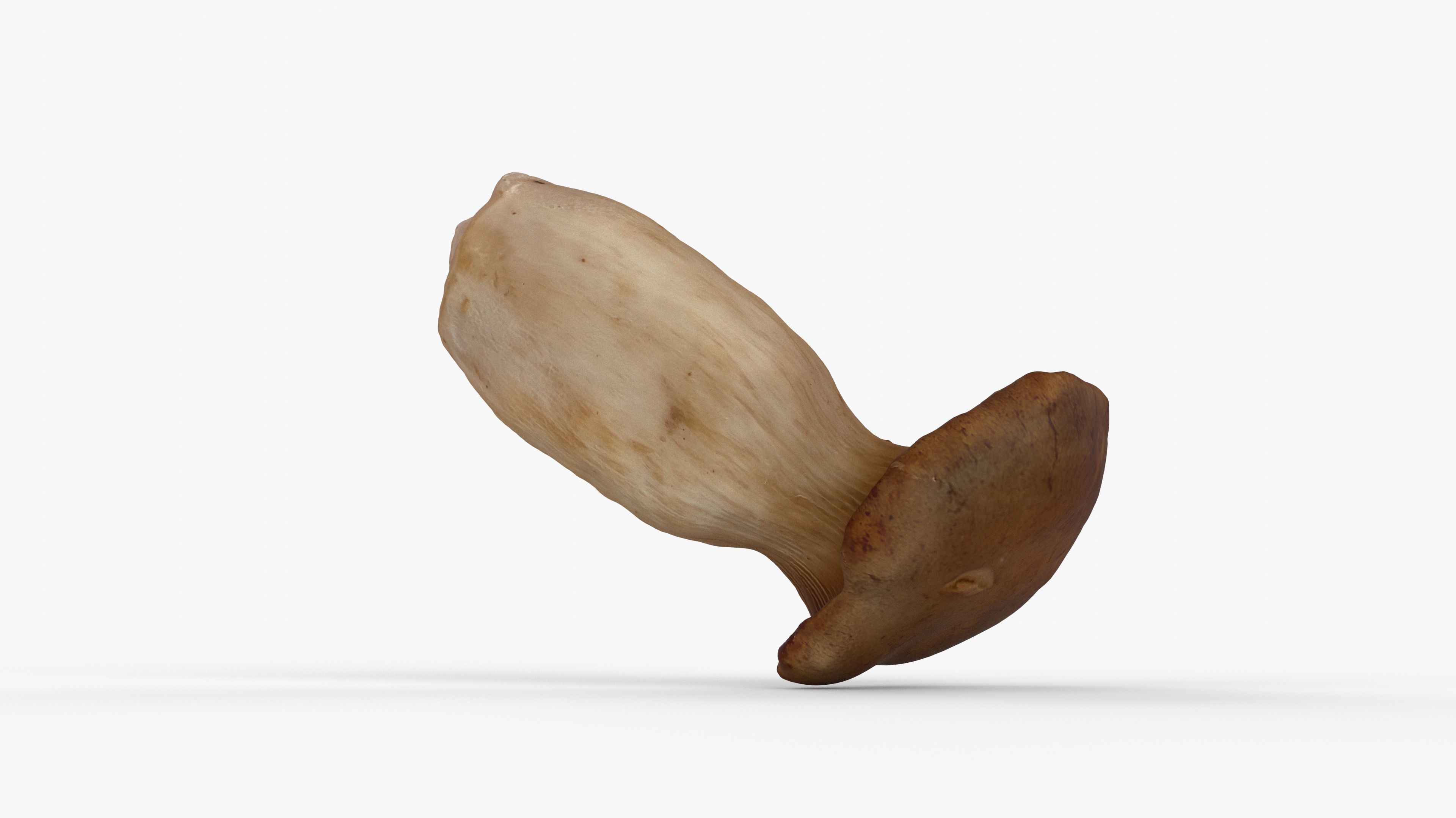 Photorealistic 3D scan of Oyster mushroom Low-poly 3D model_3