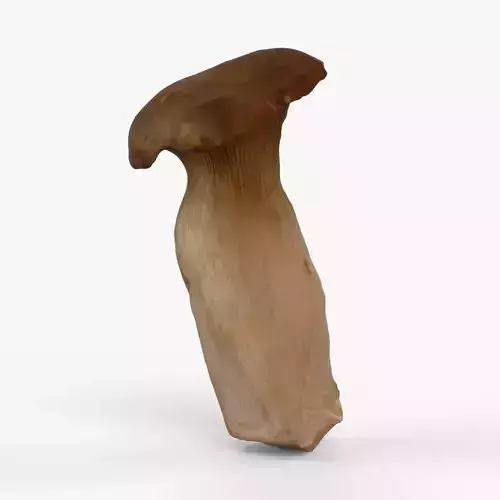 Photorealistic 3D scan of Oyster mushroom