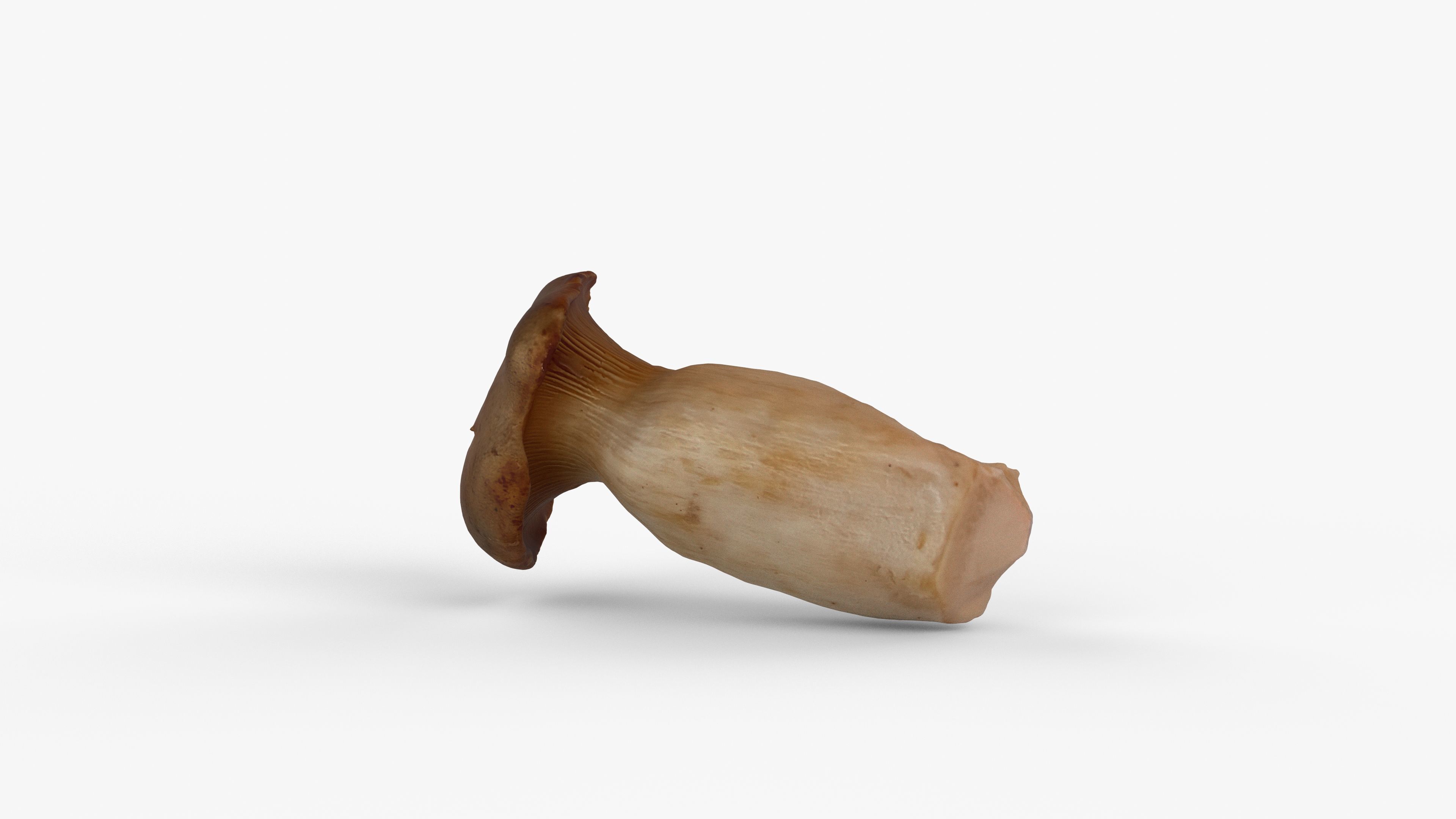 Photorealistic 3D scan of Oyster mushroom Low-poly 3D model_2