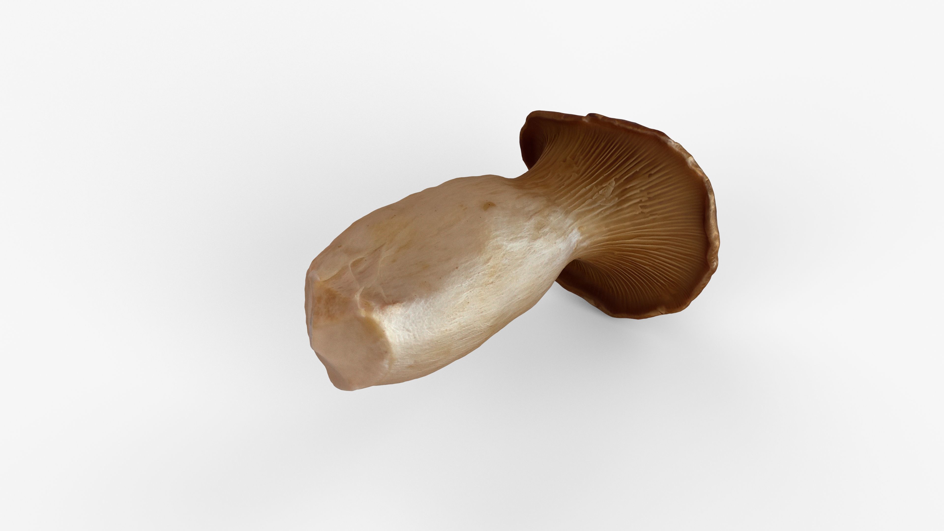 Photorealistic 3D scan of Oyster mushroom Low-poly 3D model_7
