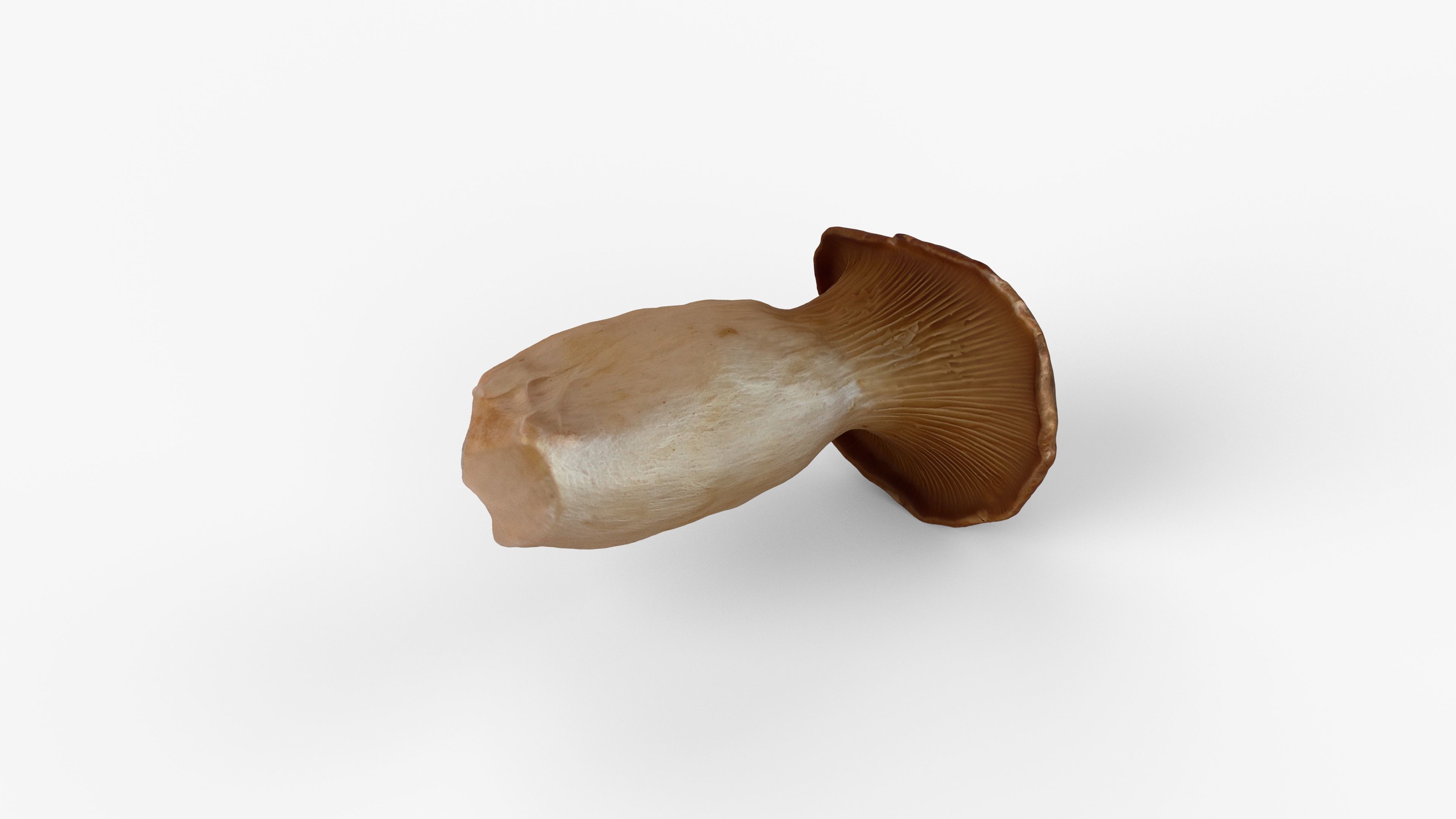 Photorealistic 3D scan of Oyster mushroom Low-poly 3D model_1