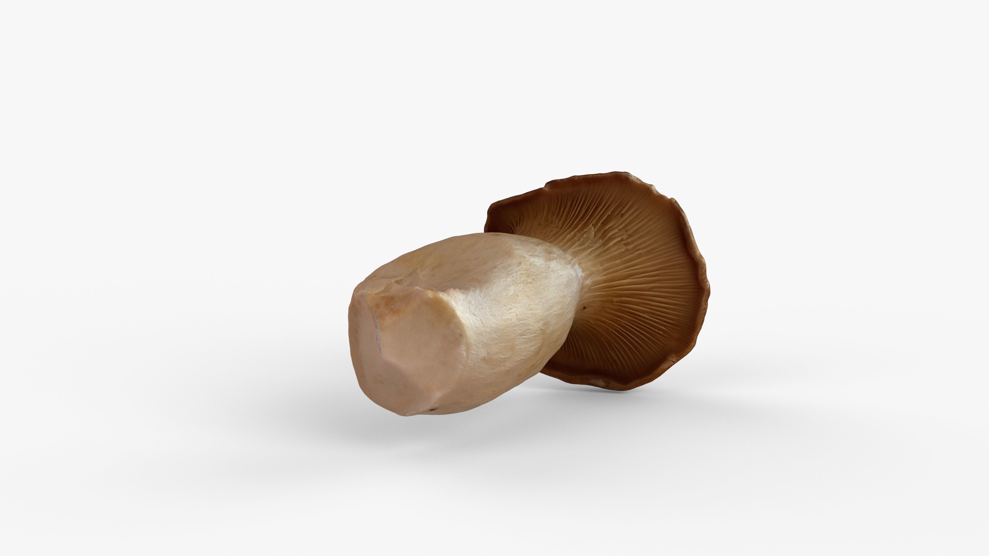 Photorealistic 3D scan of Oyster mushroom Low-poly 3D model_11