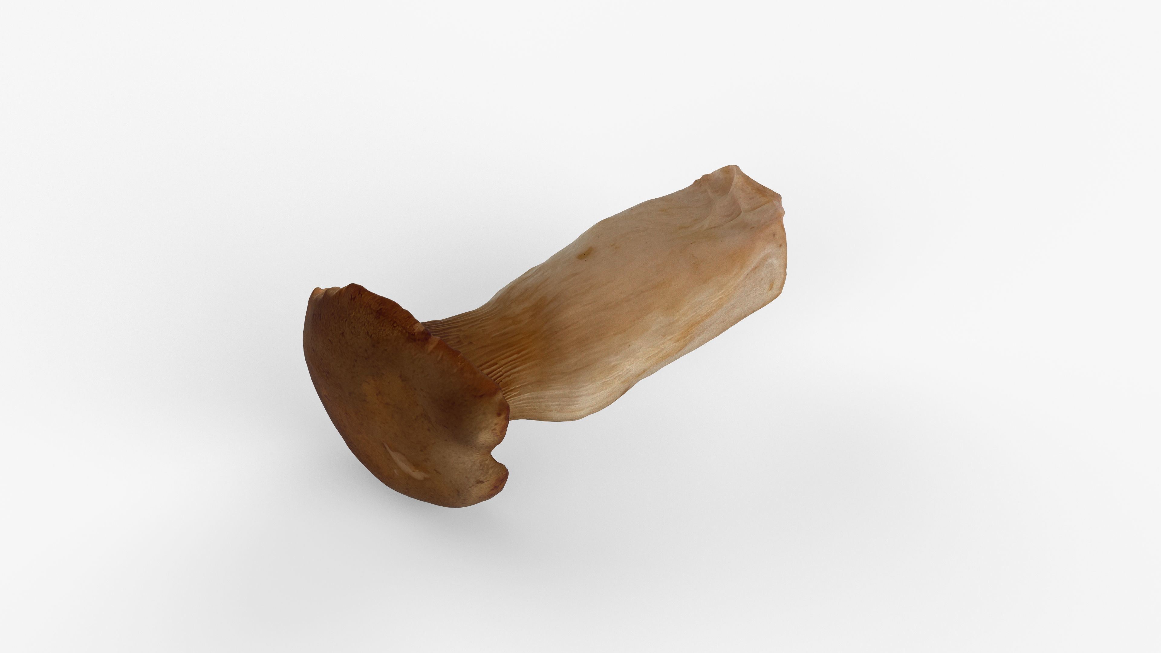 Photorealistic 3D scan of Oyster mushroom Low-poly 3D model_9