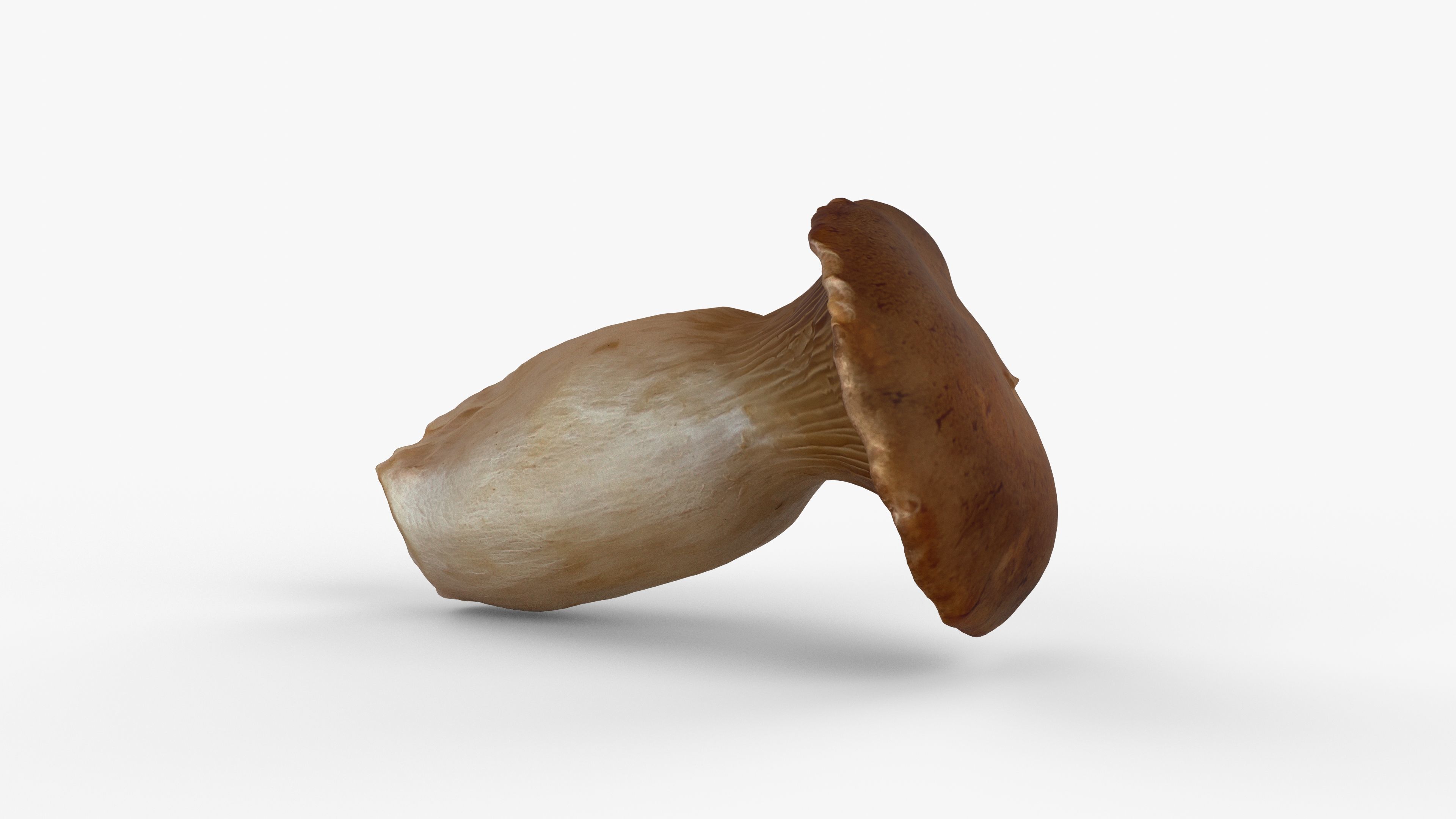 Photorealistic 3D scan of Oyster mushroom Low-poly 3D model_6