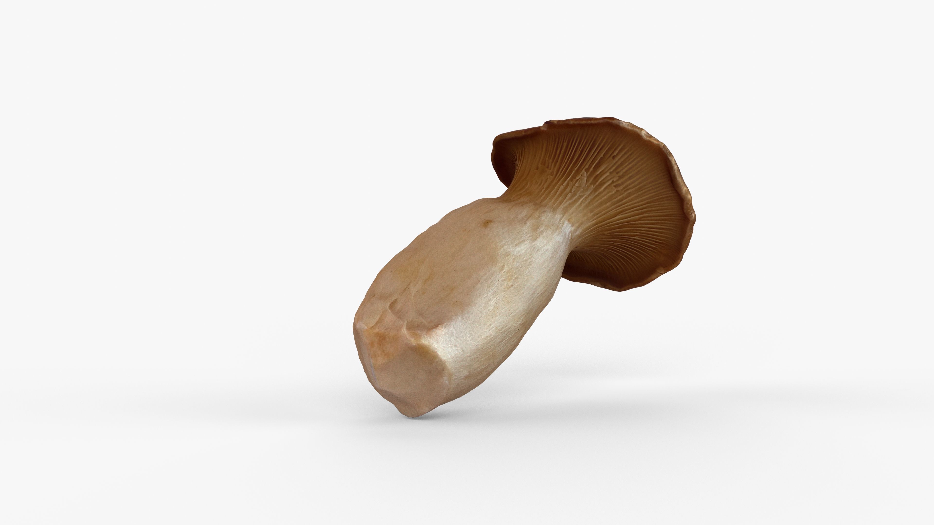 Photorealistic 3D scan of Oyster mushroom Low-poly 3D model_13