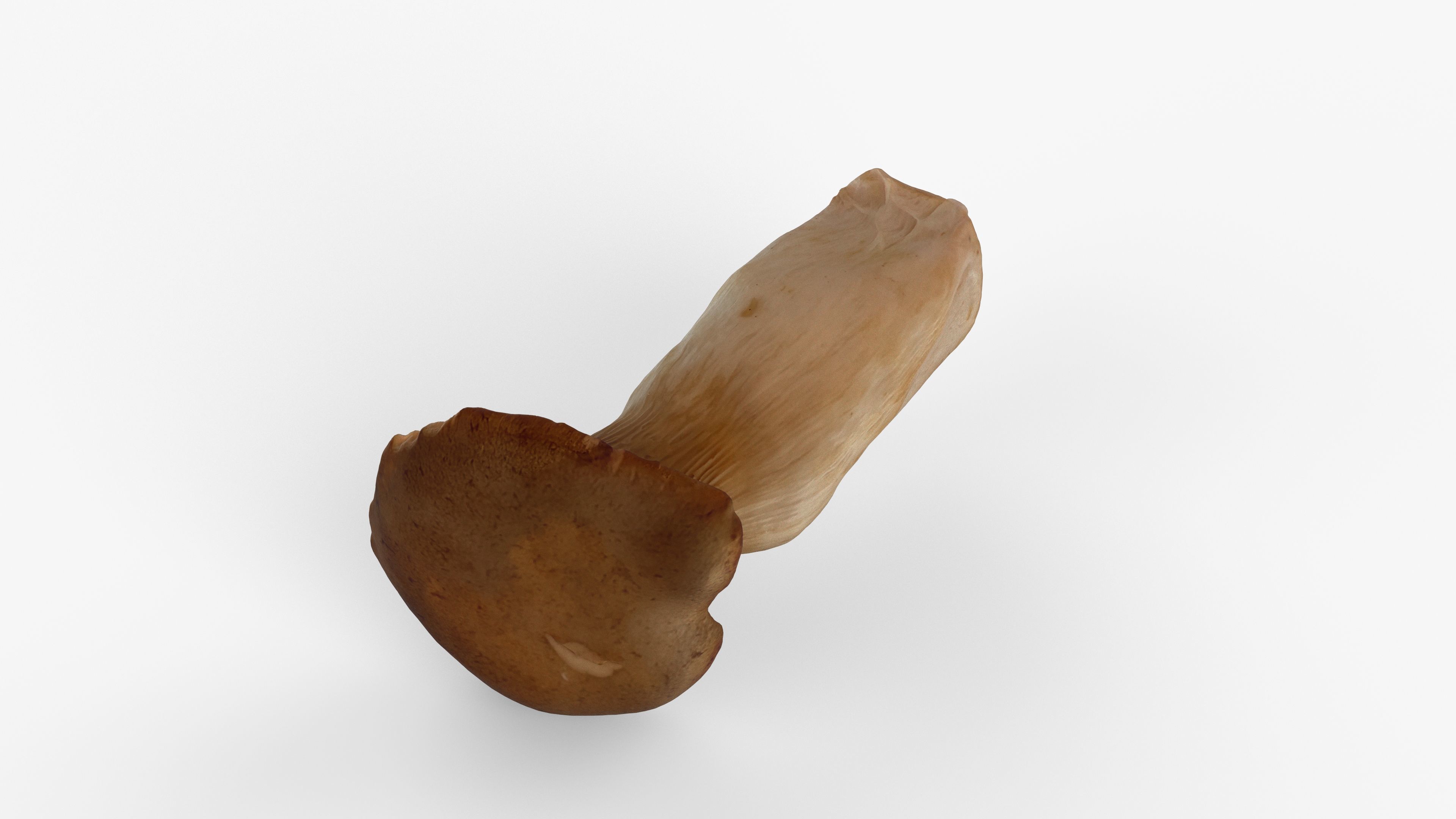 Photorealistic 3D scan of Oyster mushroom Low-poly 3D model_10