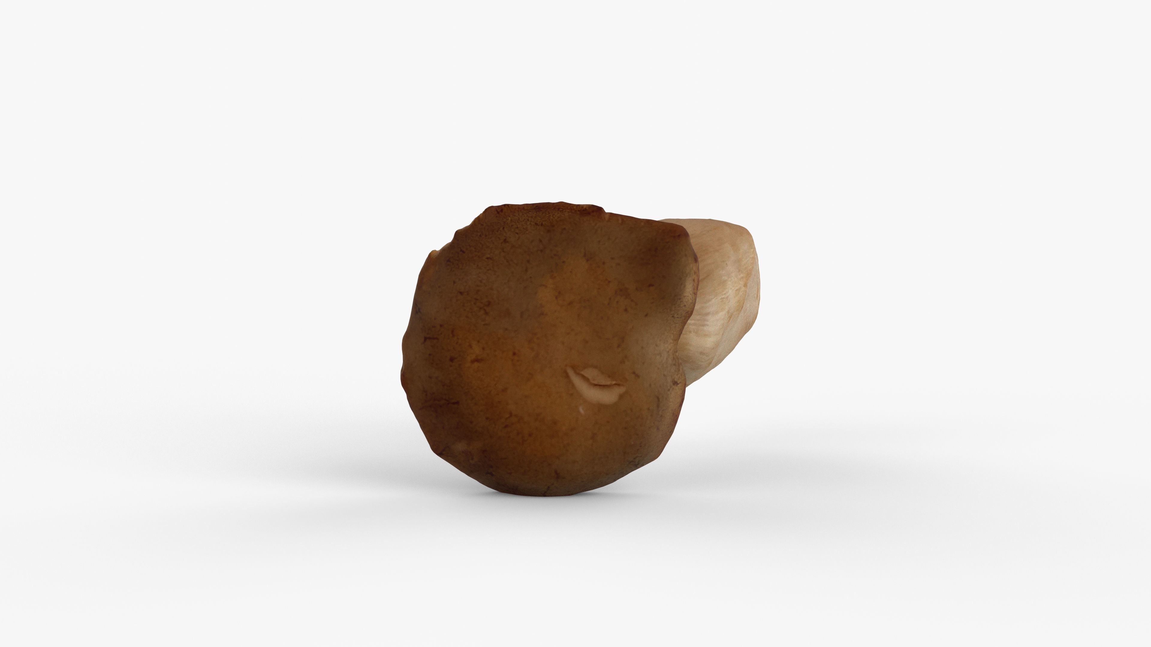 Photorealistic 3D scan of Oyster mushroom Low-poly 3D model_4