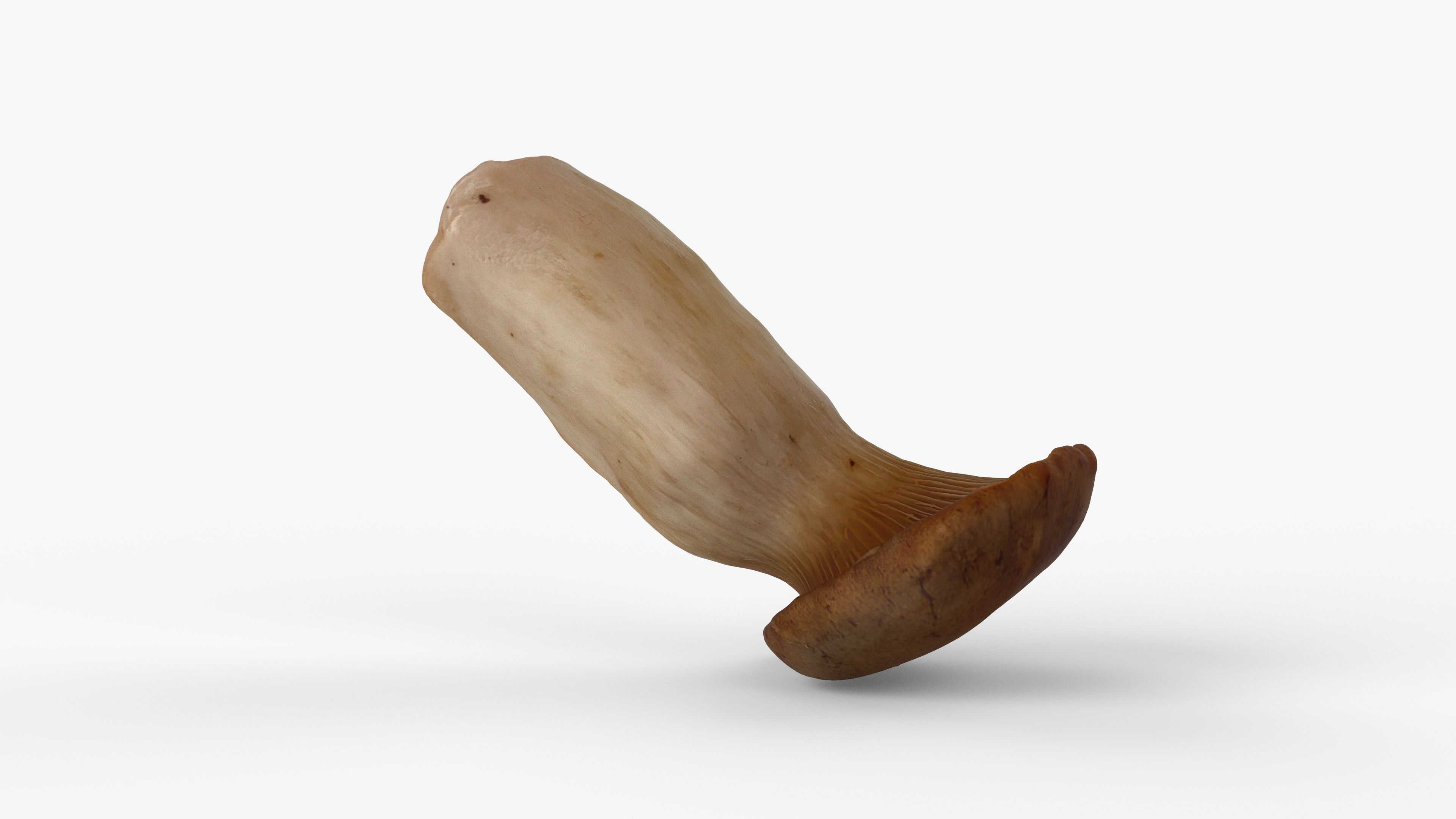 Photorealistic 3D scan of Oyster mushroom Low-poly 3D model_12
