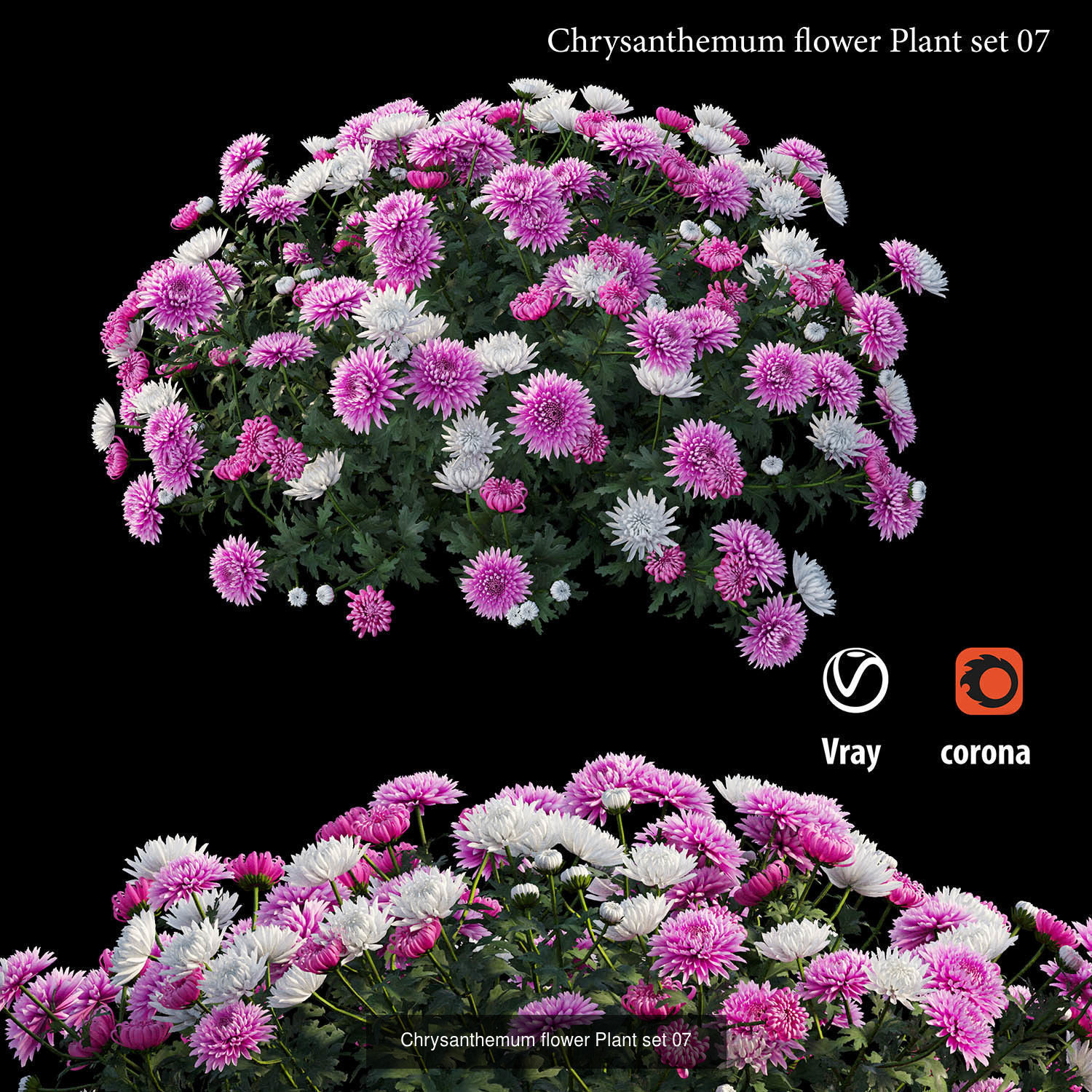 Chrysanthemum flower Plant 3D Model Collection_8