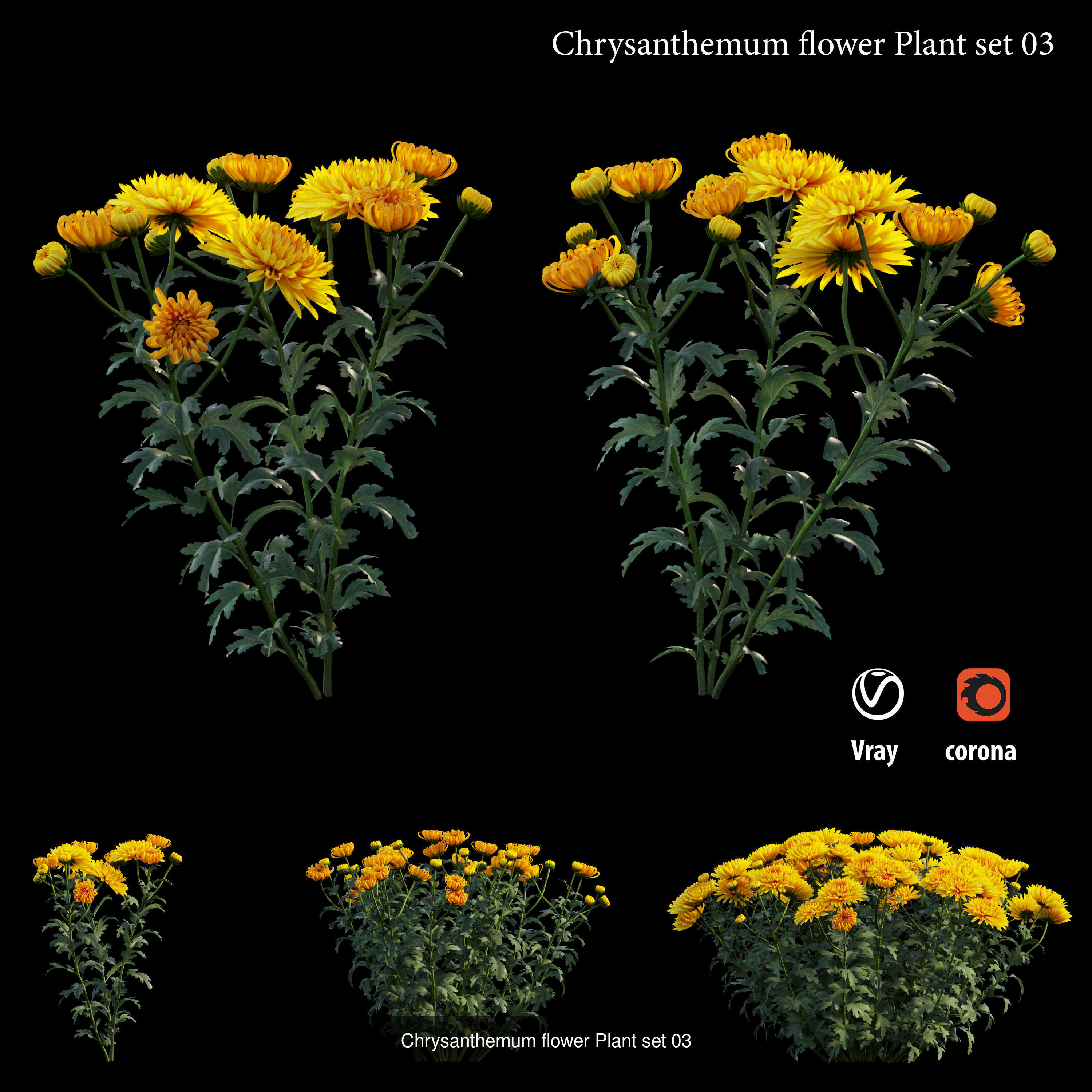 Chrysanthemum flower Plant 3D Model Collection_4