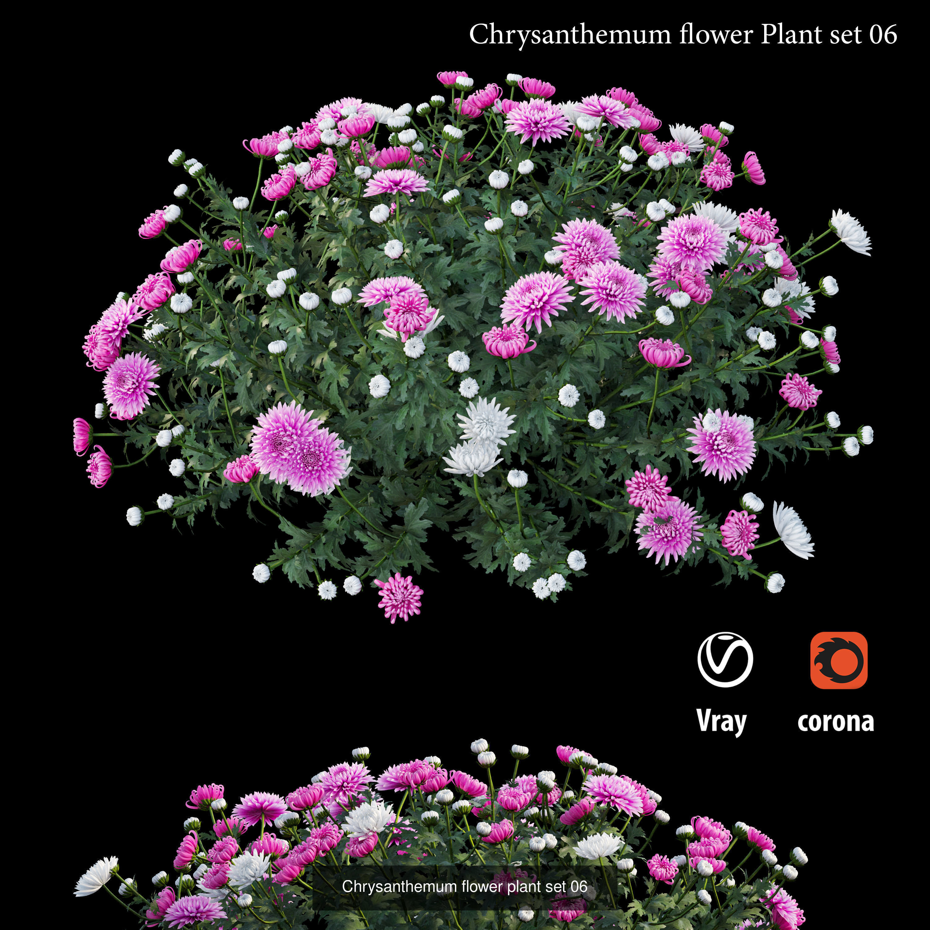 Chrysanthemum flower Plant 3D Model Collection_7