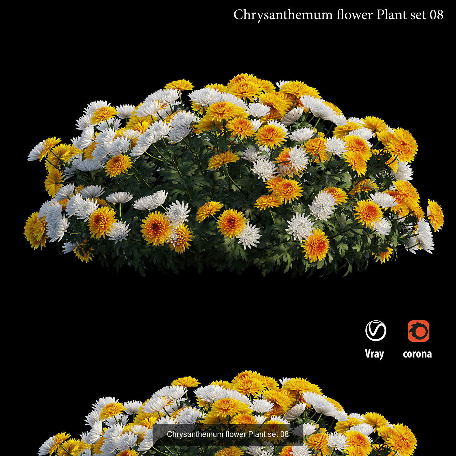 Chrysanthemum flower Plant 3D Model Collection_9