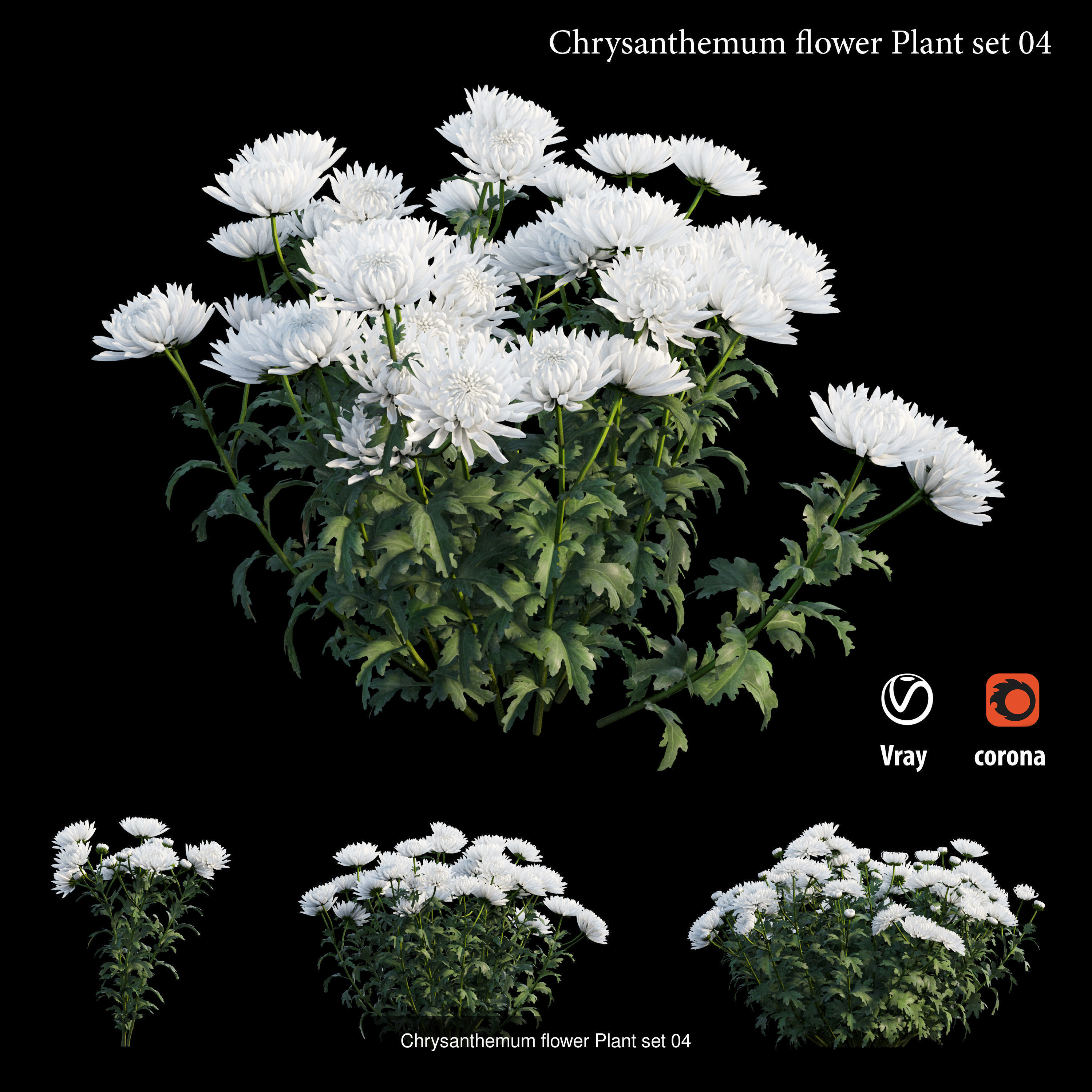 Chrysanthemum flower Plant 3D Model Collection_5