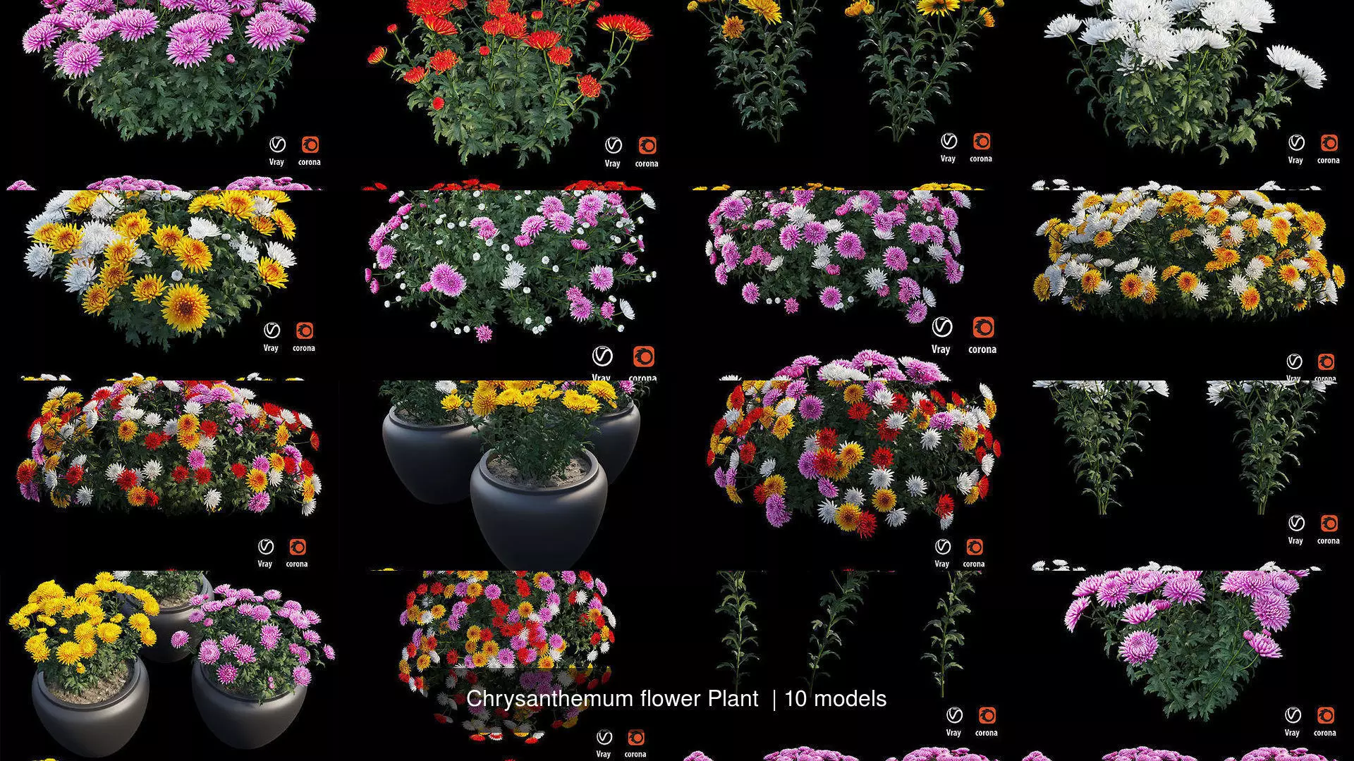 Chrysanthemum flower Plant 3D Model Collection_0