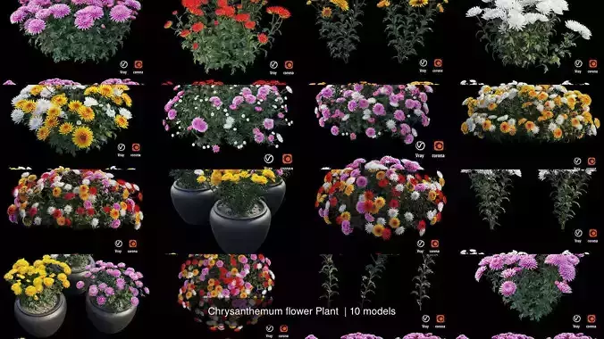 Chrysanthemum flower Plant  3D Model Collection