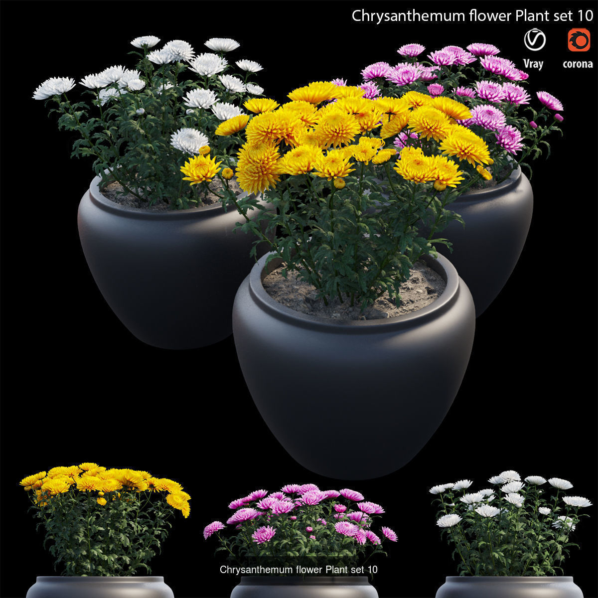Chrysanthemum flower Plant 3D Model Collection_11