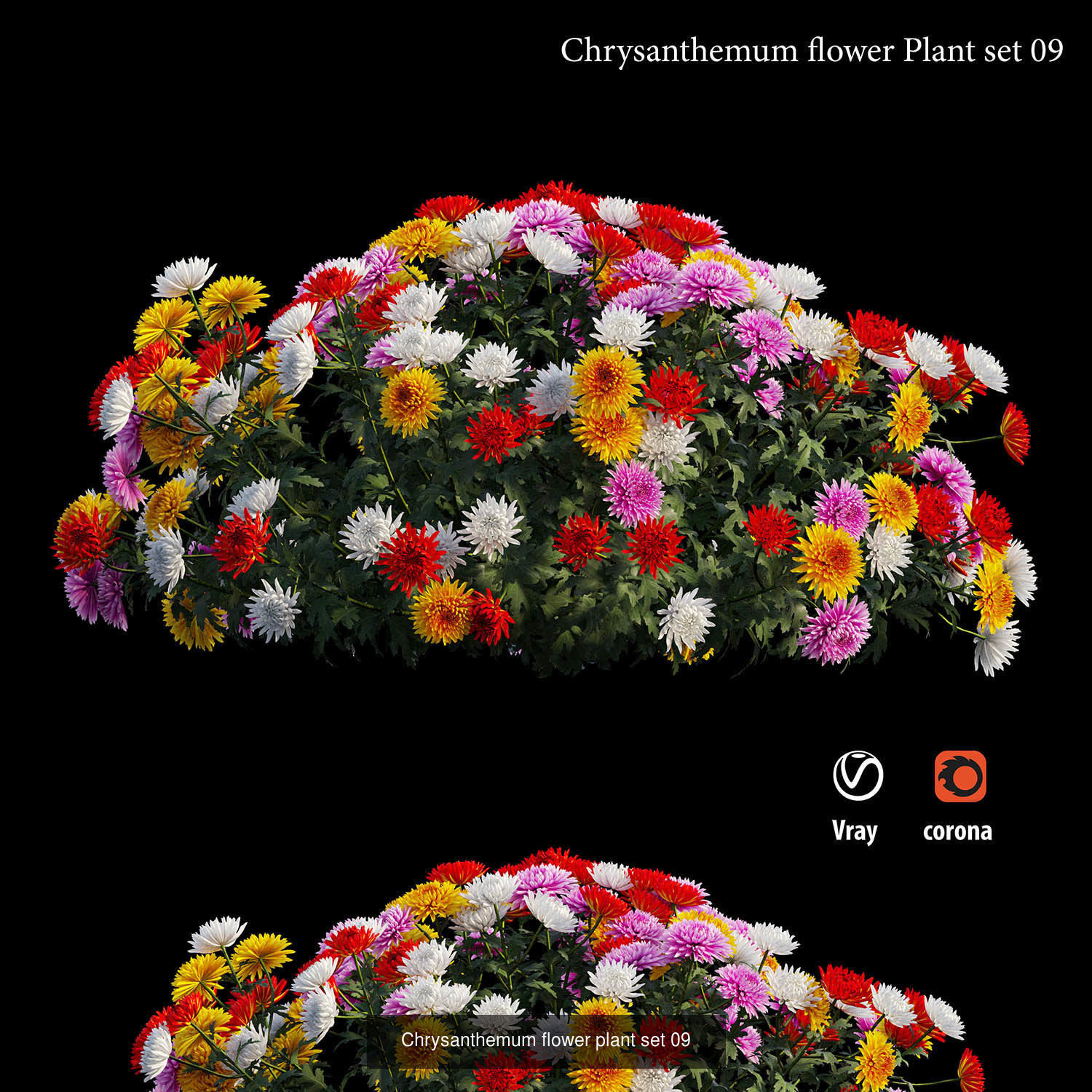 Chrysanthemum flower Plant 3D Model Collection_10
