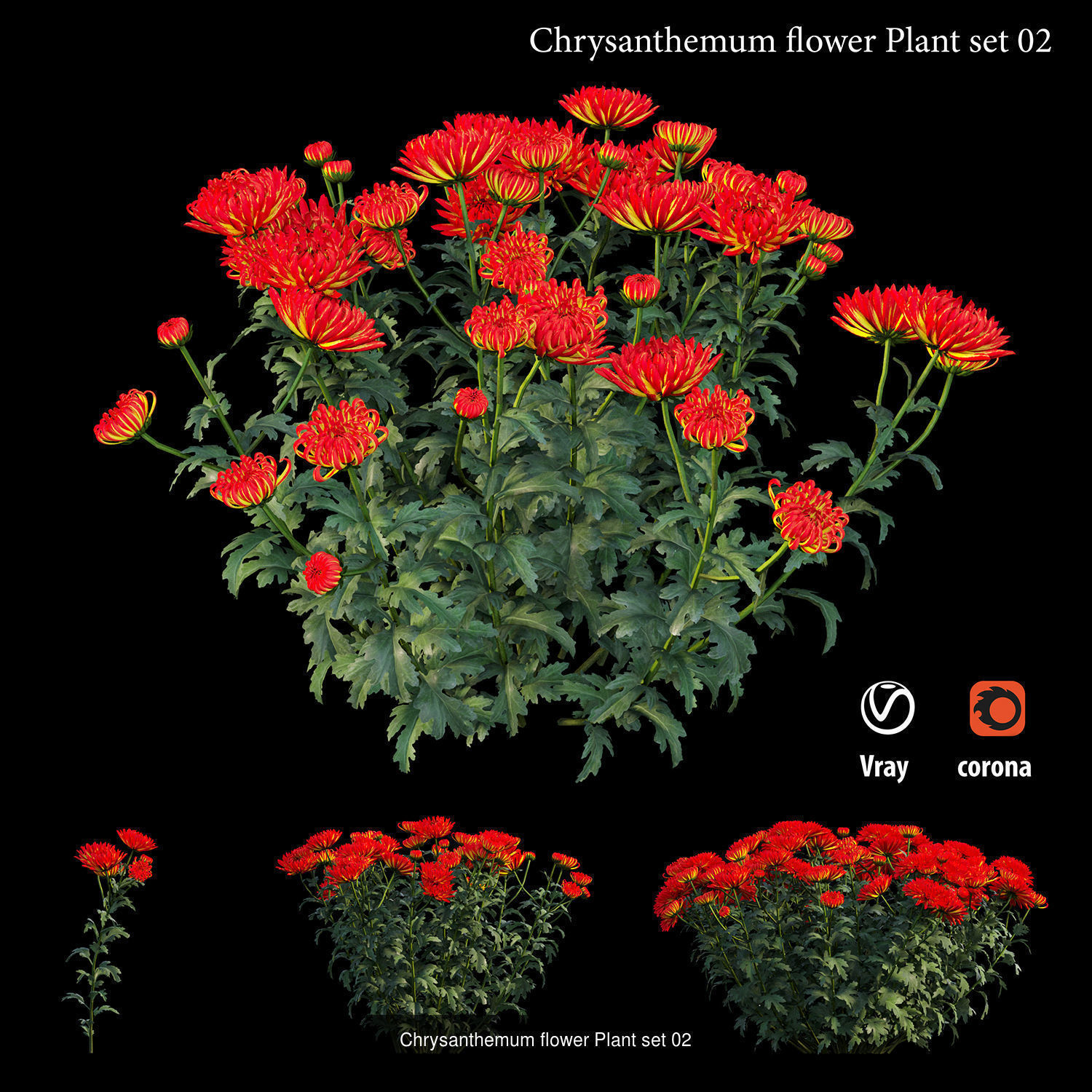 Chrysanthemum flower Plant 3D Model Collection_3