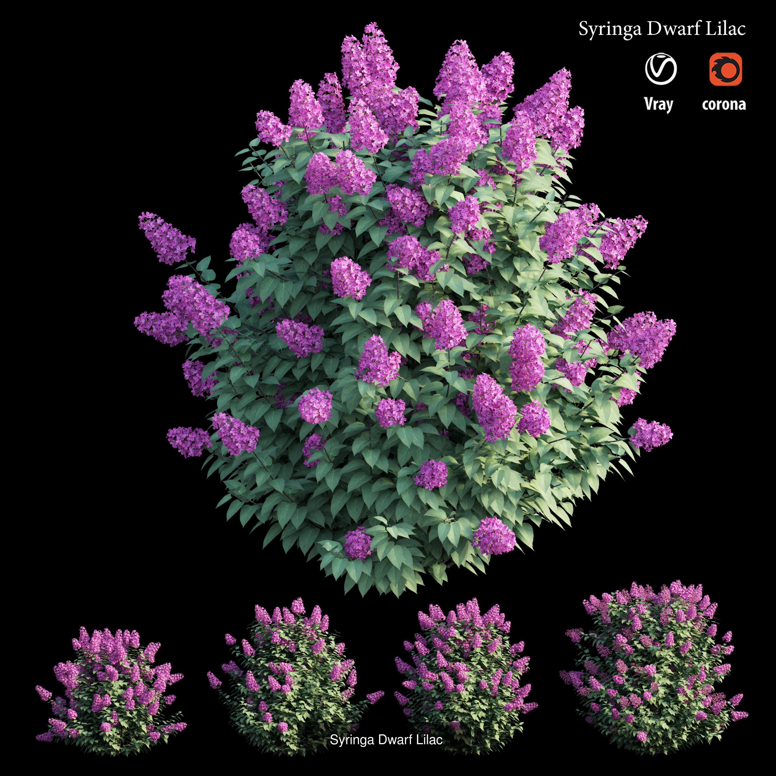 Syringa Dwarf Lilac 3D Model Collection_4