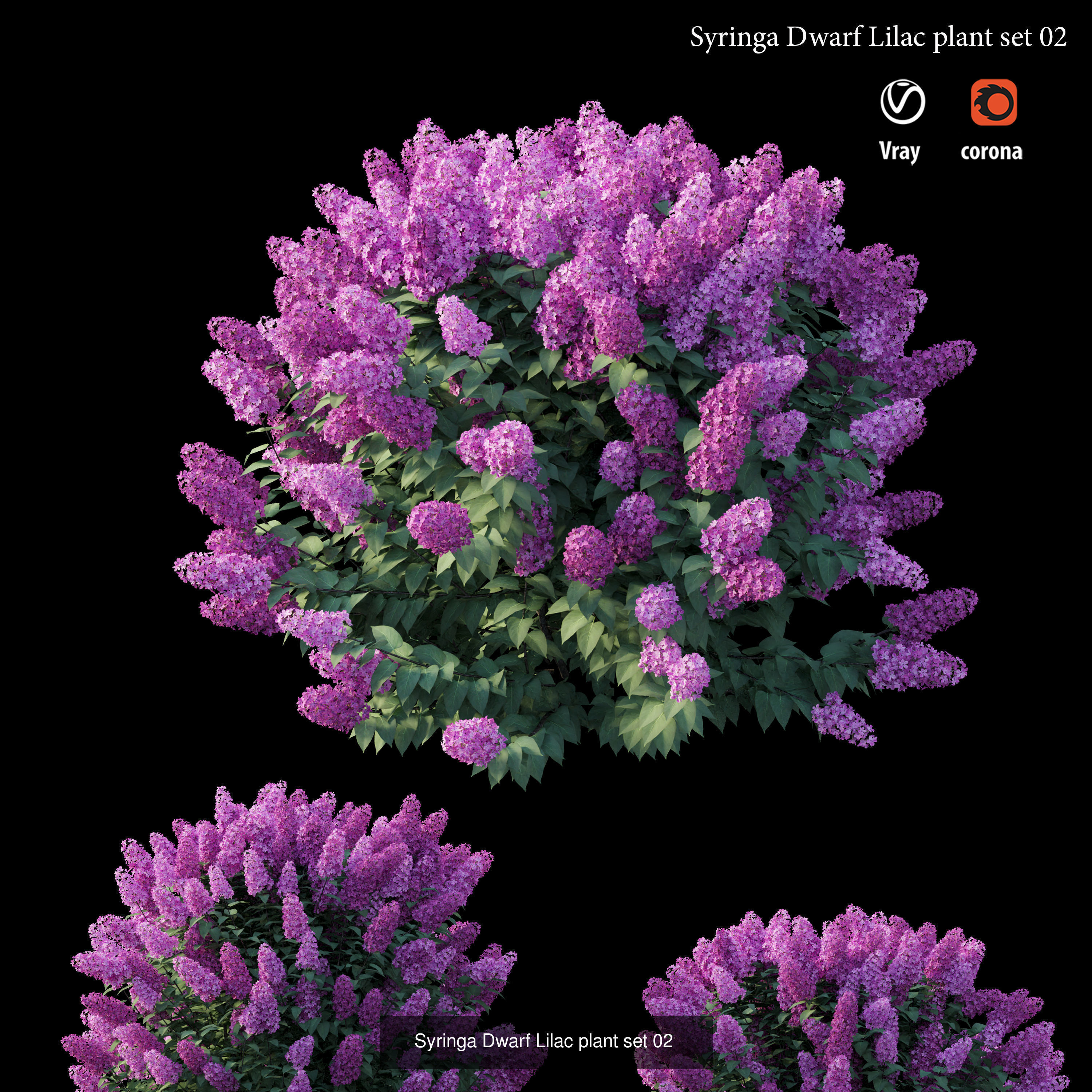 Syringa Dwarf Lilac 3D Model Collection_2