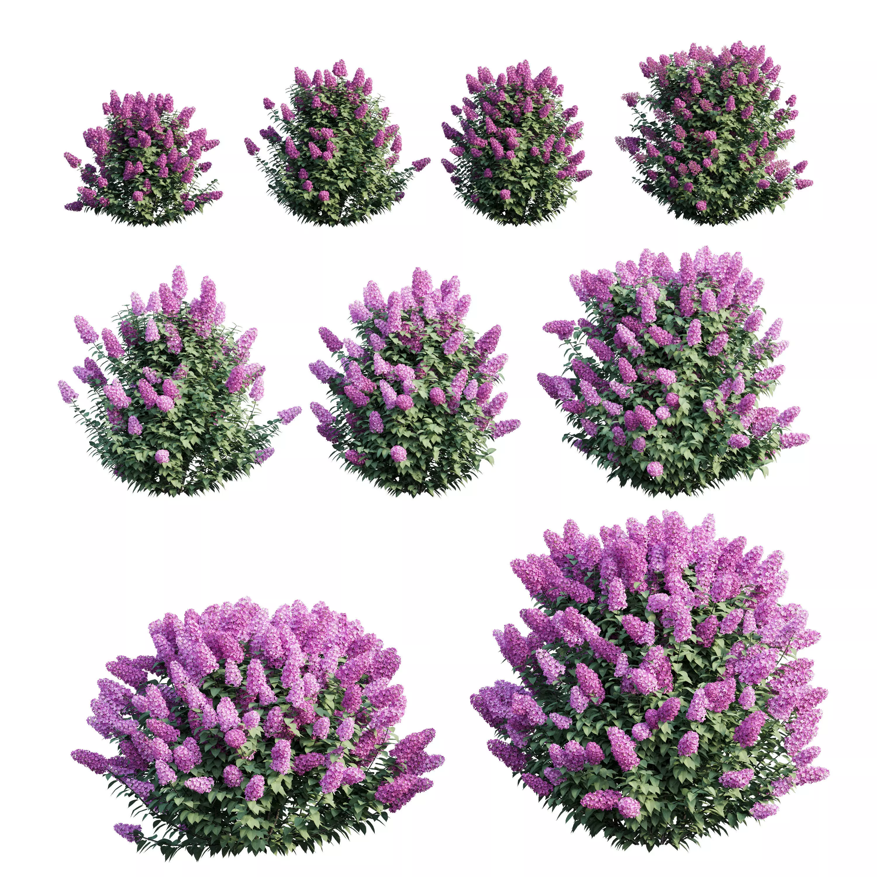 Syringa Dwarf Lilac 3D Model Collection_0