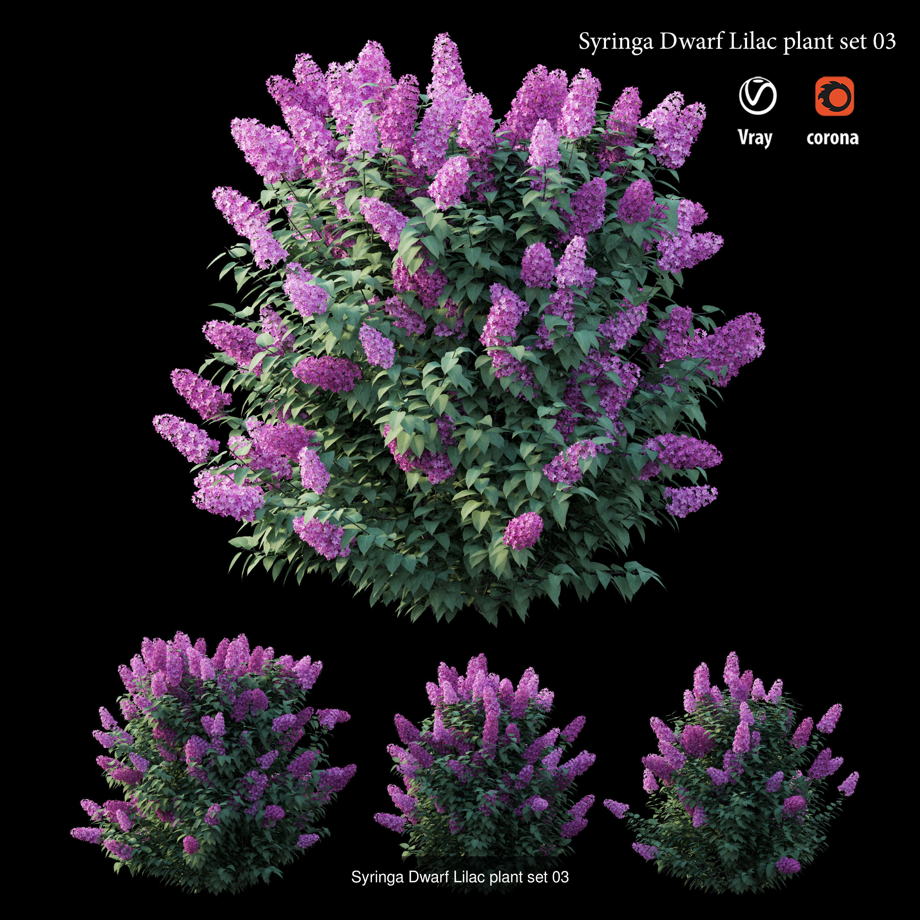 Syringa Dwarf Lilac 3D Model Collection_3