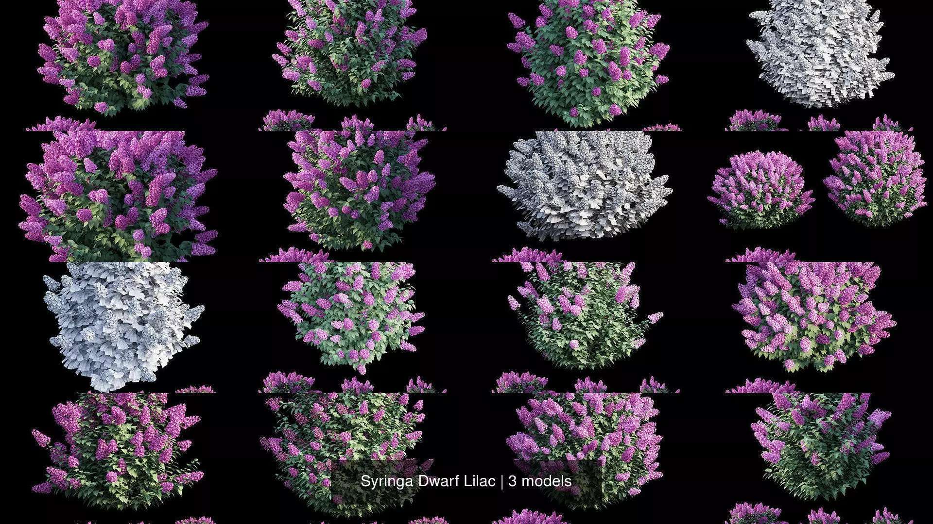 Syringa Dwarf Lilac 3D Model Collection_1