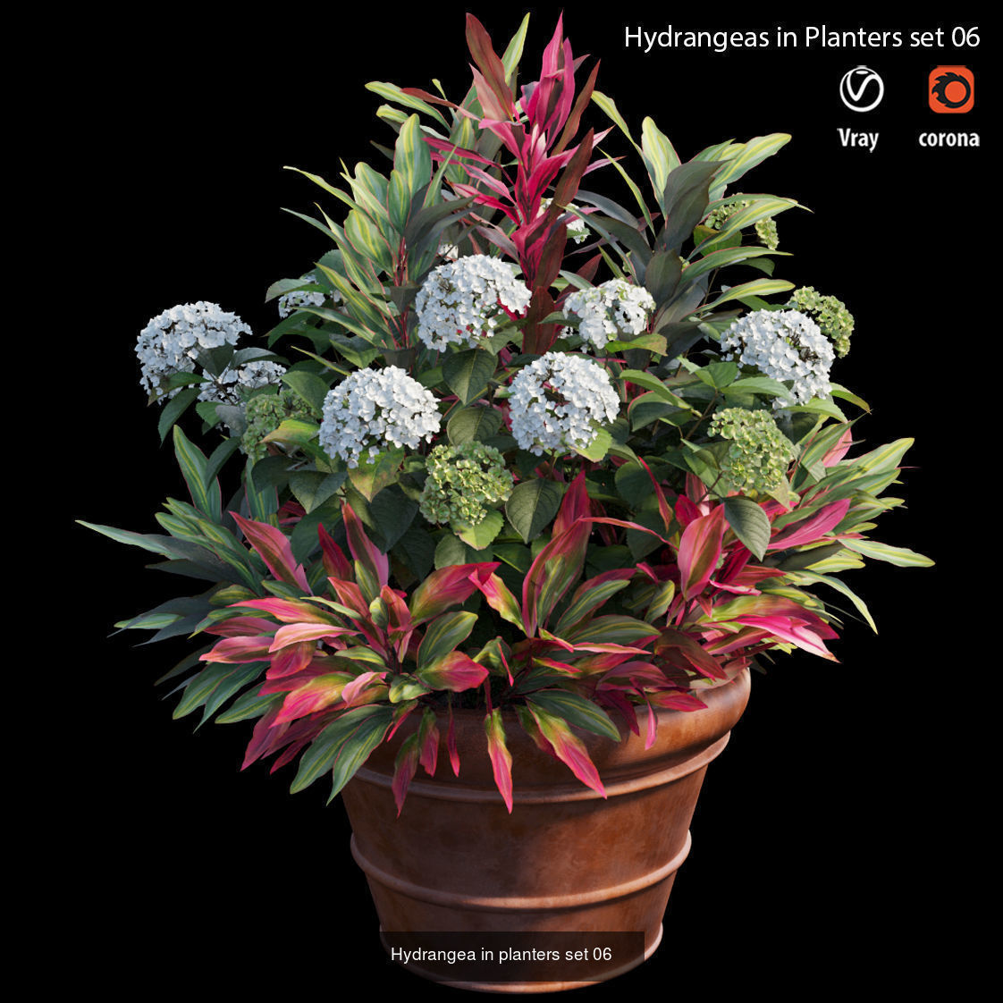 Hydrangea in planters  3D Model Collection_6