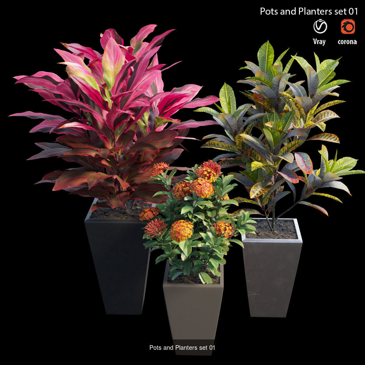 Hydrangea in planters  3D Model Collection_9