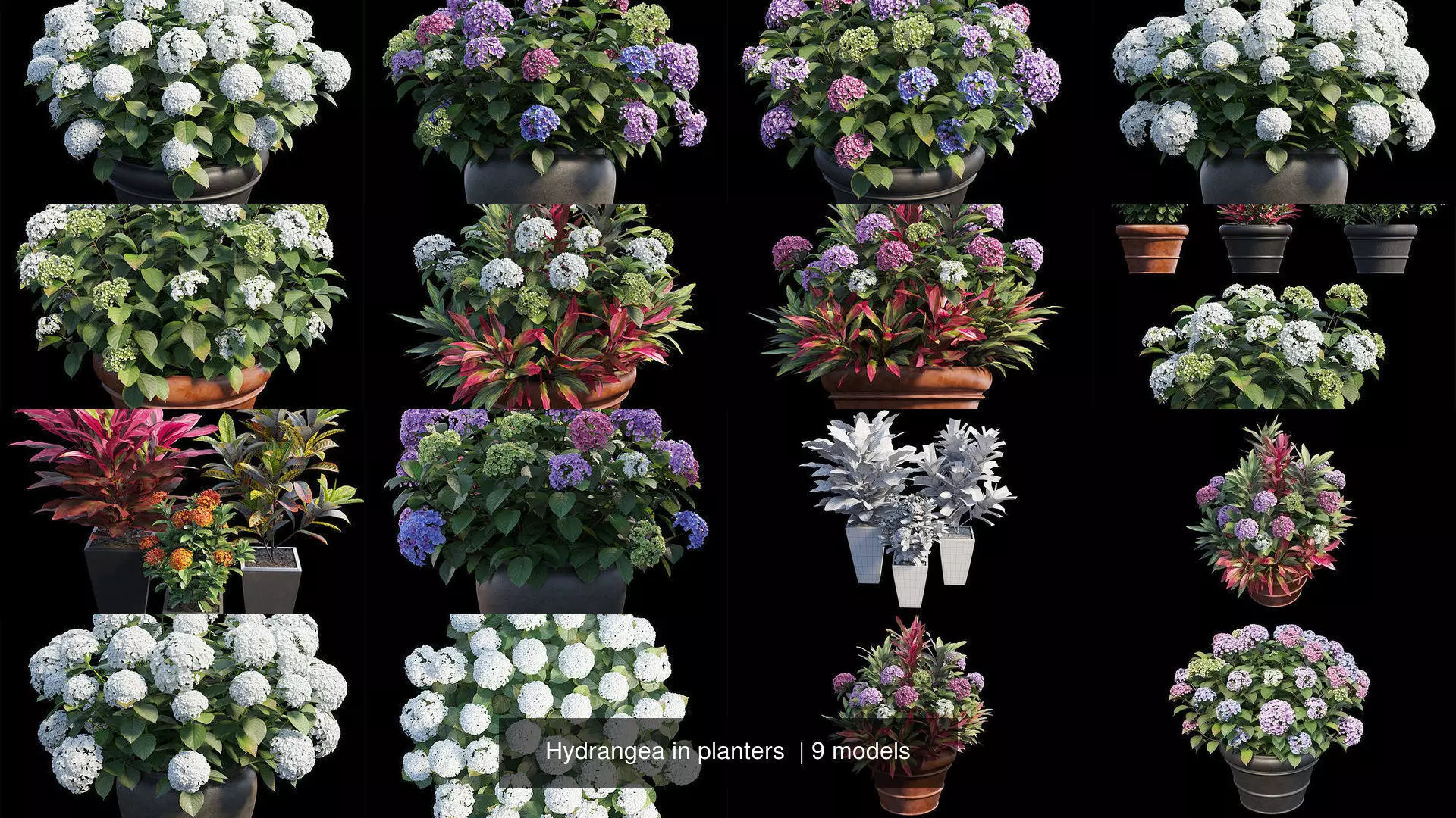 Hydrangea in planters  3D Model Collection_0