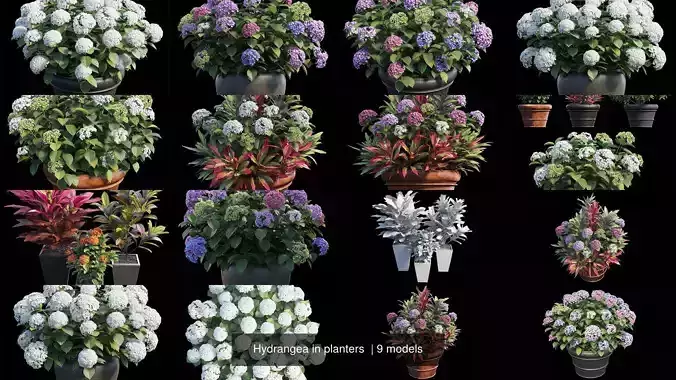 Hydrangea in planters  3D Model Collection