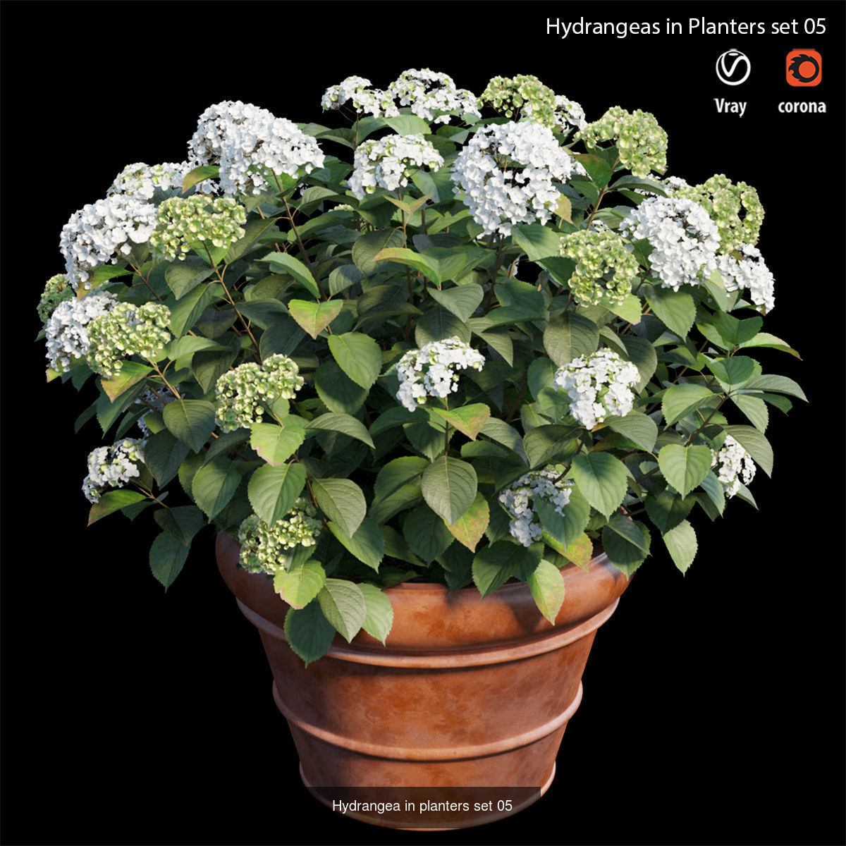 Hydrangea in planters  3D Model Collection_5