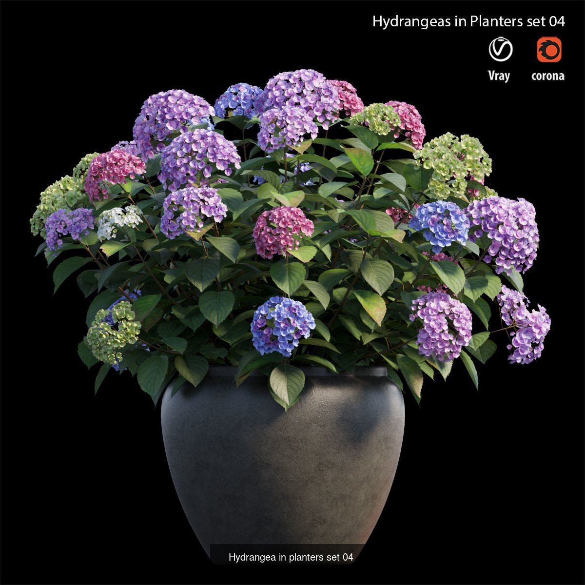 Hydrangea in planters  3D Model Collection_2