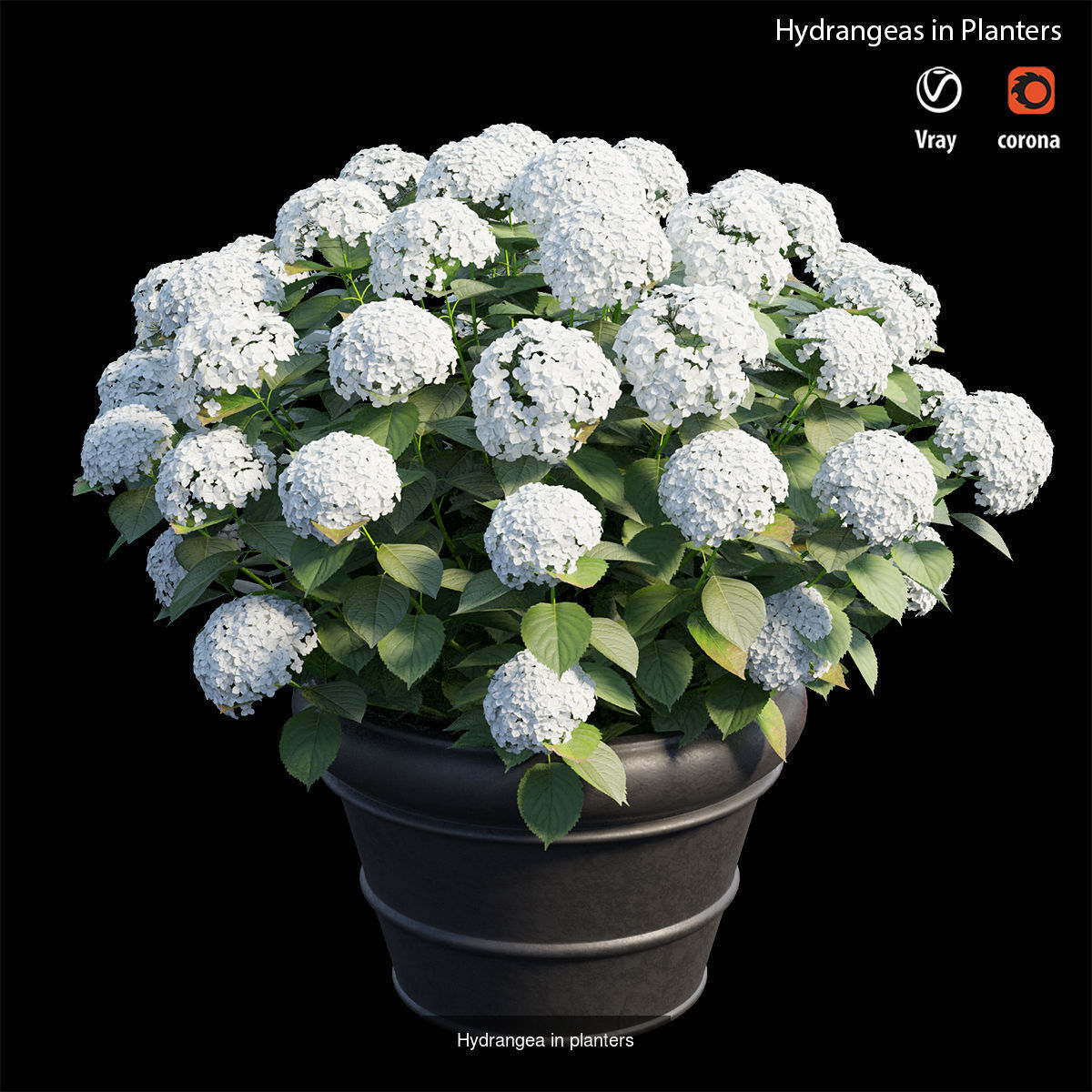 Hydrangea in planters  3D Model Collection_1