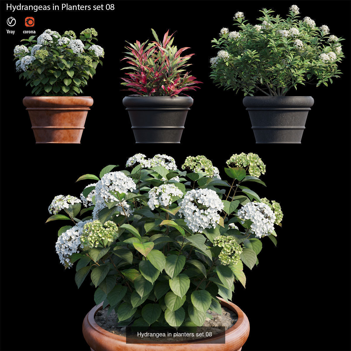 Hydrangea in planters  3D Model Collection_8