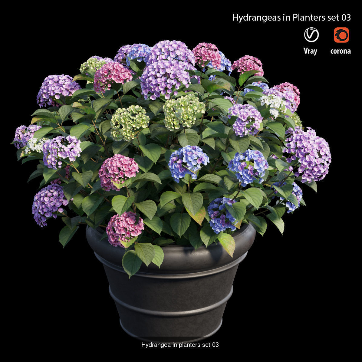 Hydrangea in planters  3D Model Collection_3