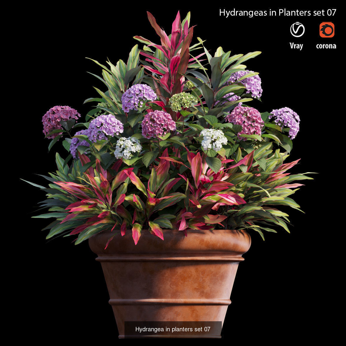 Hydrangea in planters  3D Model Collection_7