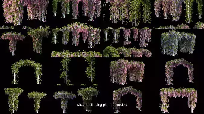 wisteria climbing plant