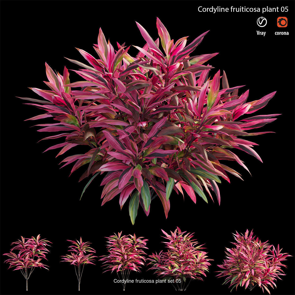 Cordyline fruticosa 3D Model Collection_11